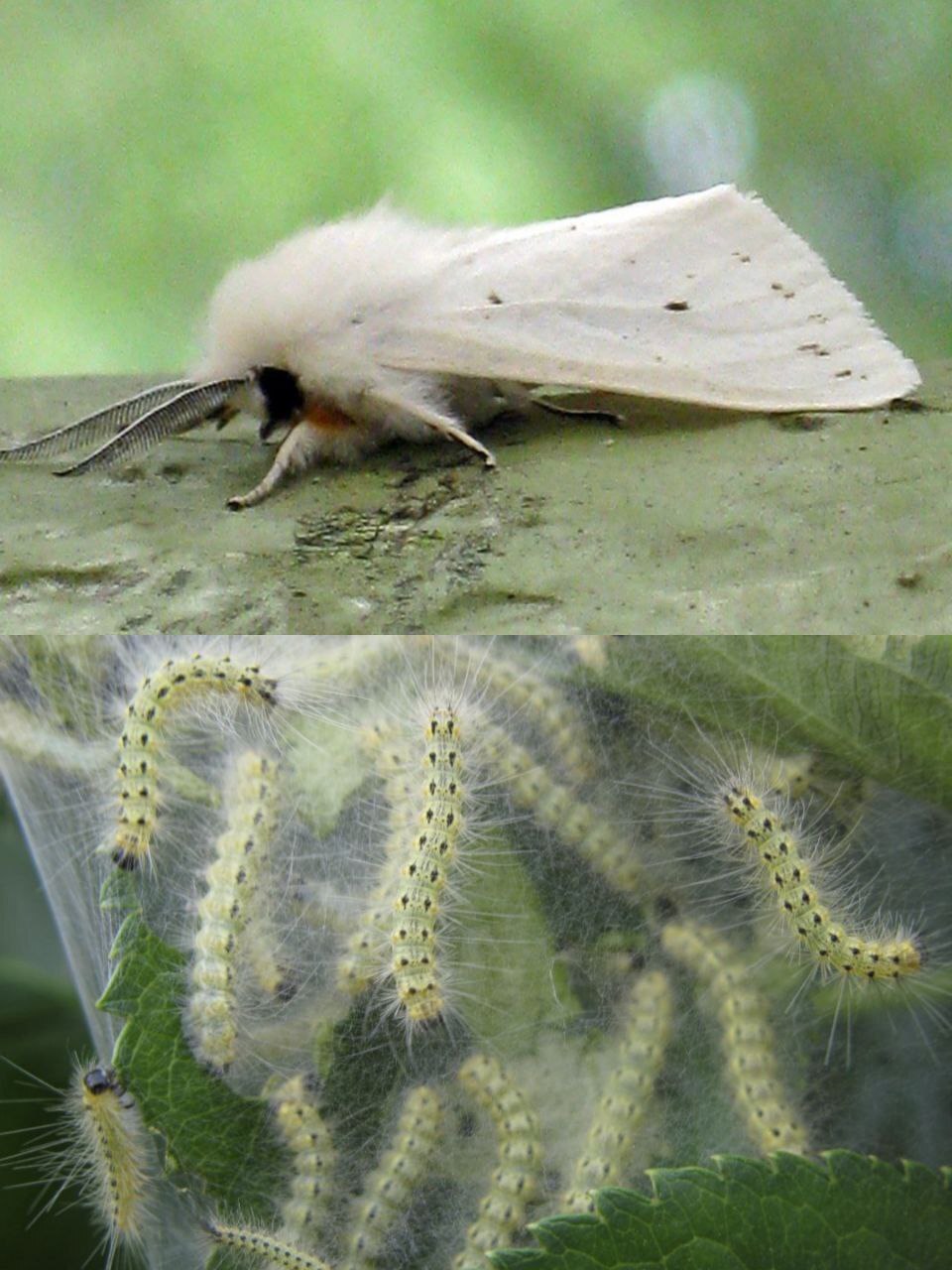 What do hairy caterpillars turn into? - My, Insects, Biology, Butterfly, Caterpillar, Entomology, Longpost