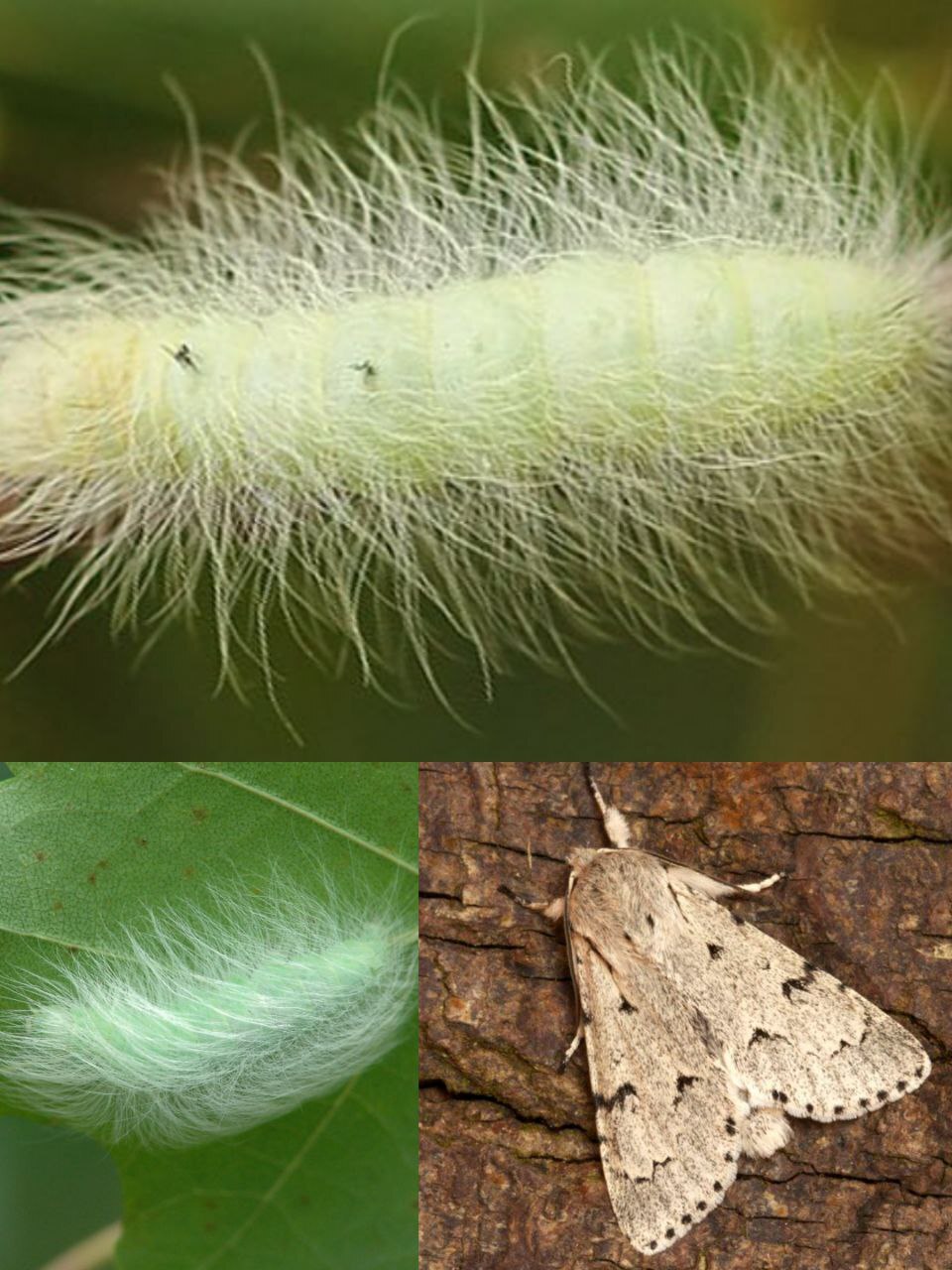 What do hairy caterpillars turn into? - My, Insects, Biology, Butterfly, Caterpillar, Entomology, Longpost