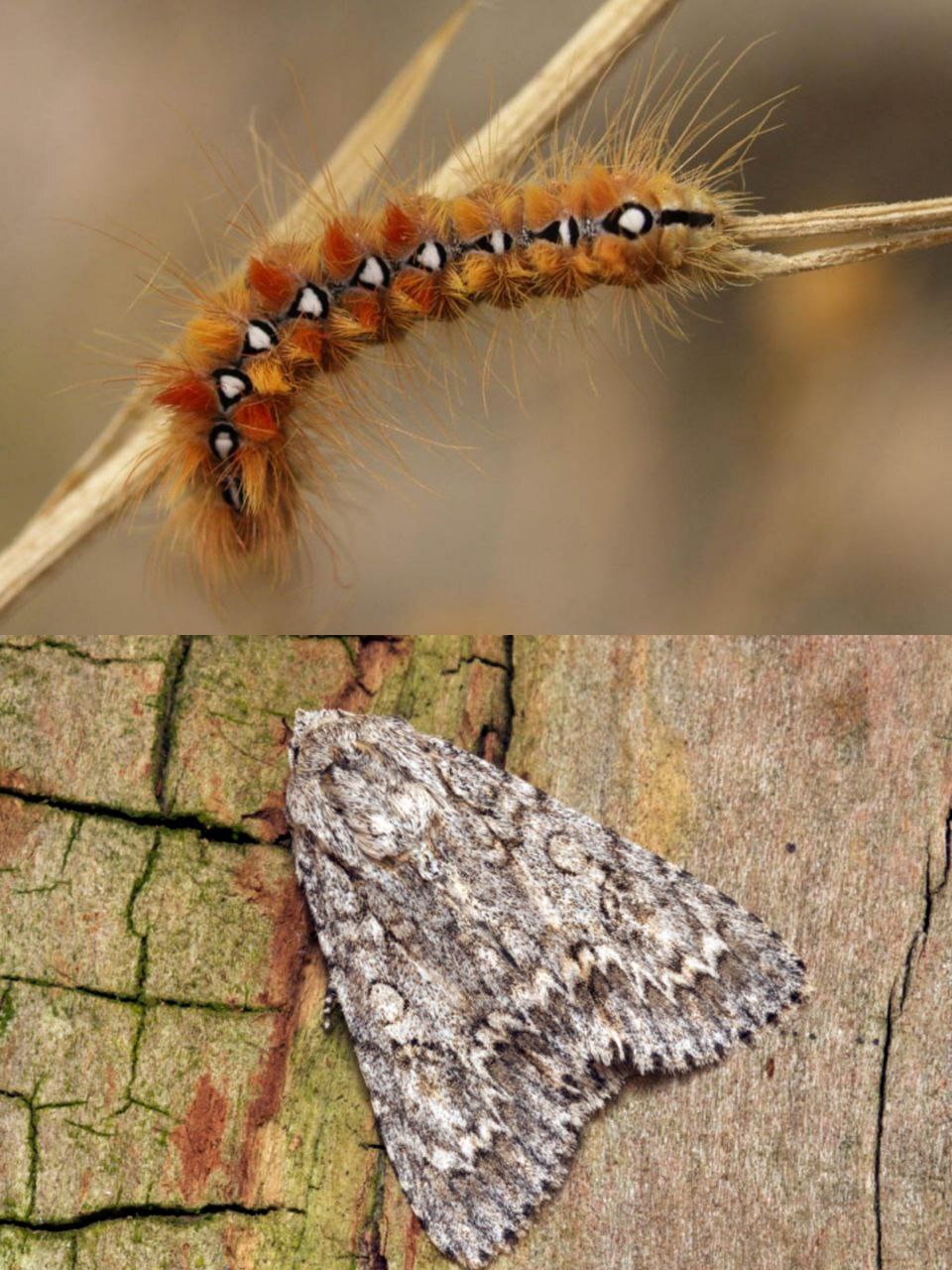 What do hairy caterpillars turn into? - My, Insects, Biology, Butterfly, Caterpillar, Entomology, Longpost