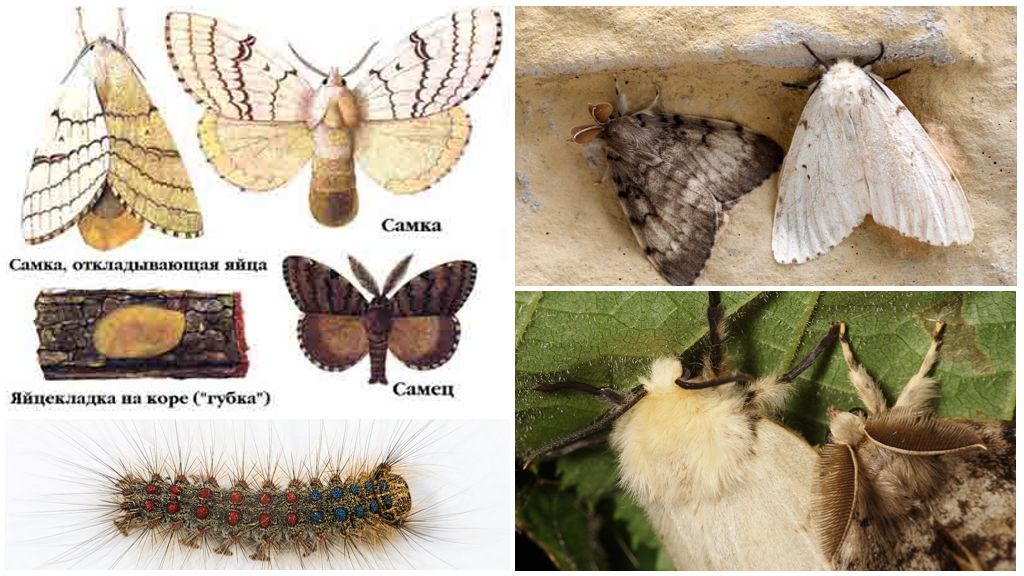 What do hairy caterpillars turn into? - My, Insects, Biology, Butterfly, Caterpillar, Entomology, Longpost