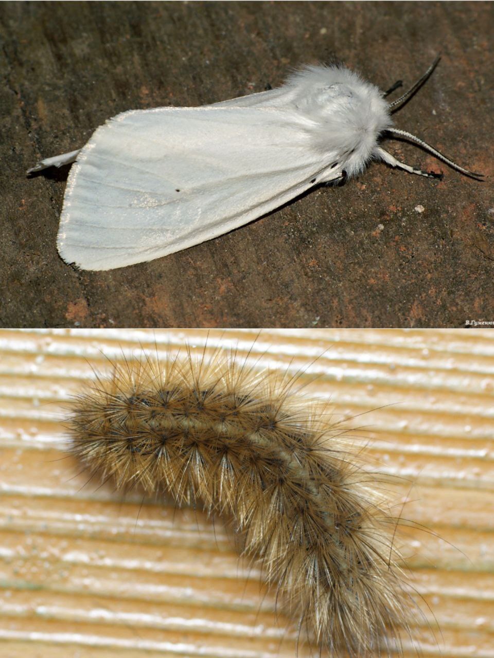 What do hairy caterpillars turn into? - My, Insects, Biology, Butterfly, Caterpillar, Entomology, Longpost