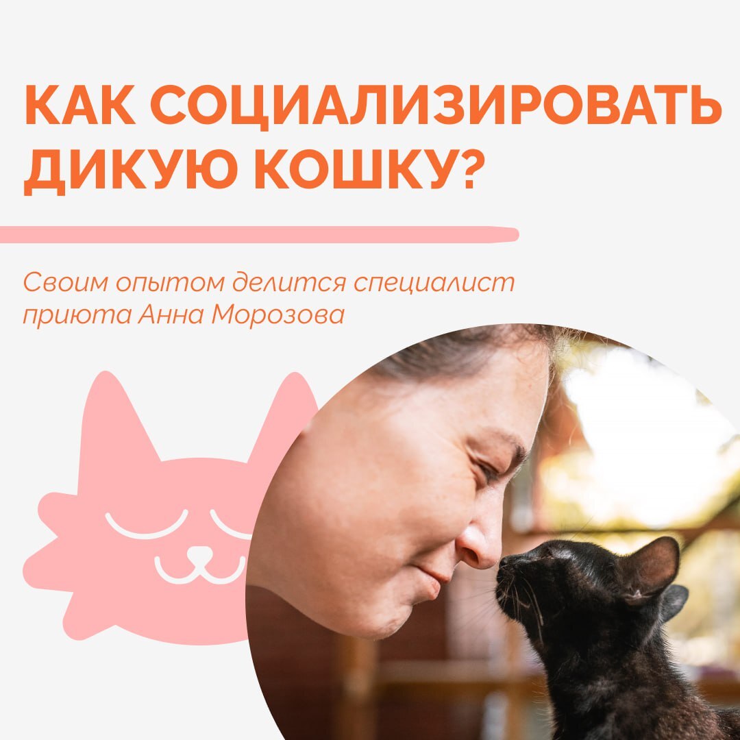 Дикая кошка? Есть решение! - Моё, Помощь животным, Приют для животных, Бездомные животные, В добрые руки, Толстые котики, Передержка, Ветеринария, Потеряшка, Приют, Погладь кота, Кошатники, Лига Добра, Котята, Трехцветная кошка, Пушистые, Длиннопост, Кот, Картинка с текстом, Социализация