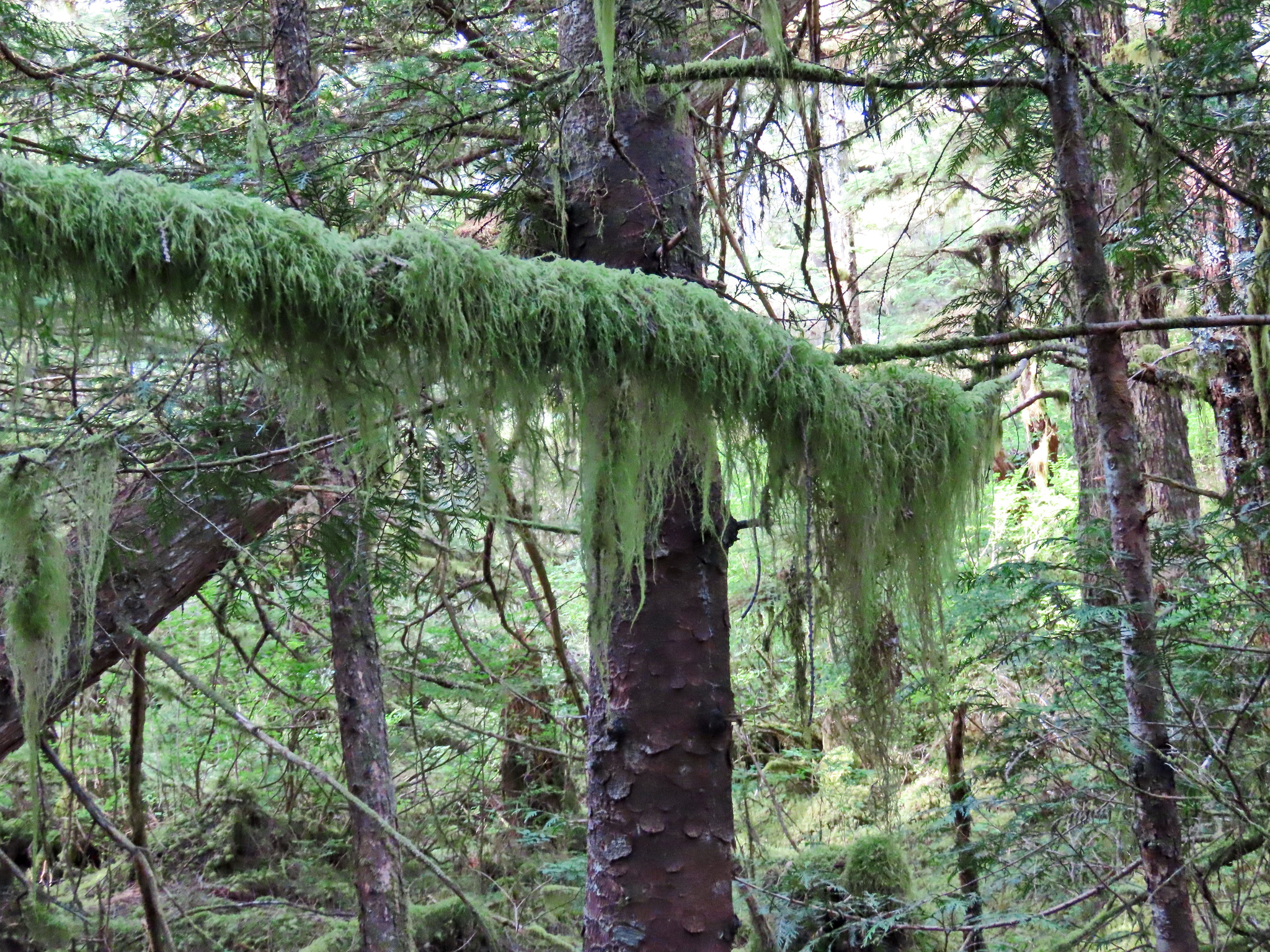 Rainforest - My, The photo, Tourism, Travels, Forest, Alaska, USA, Longpost