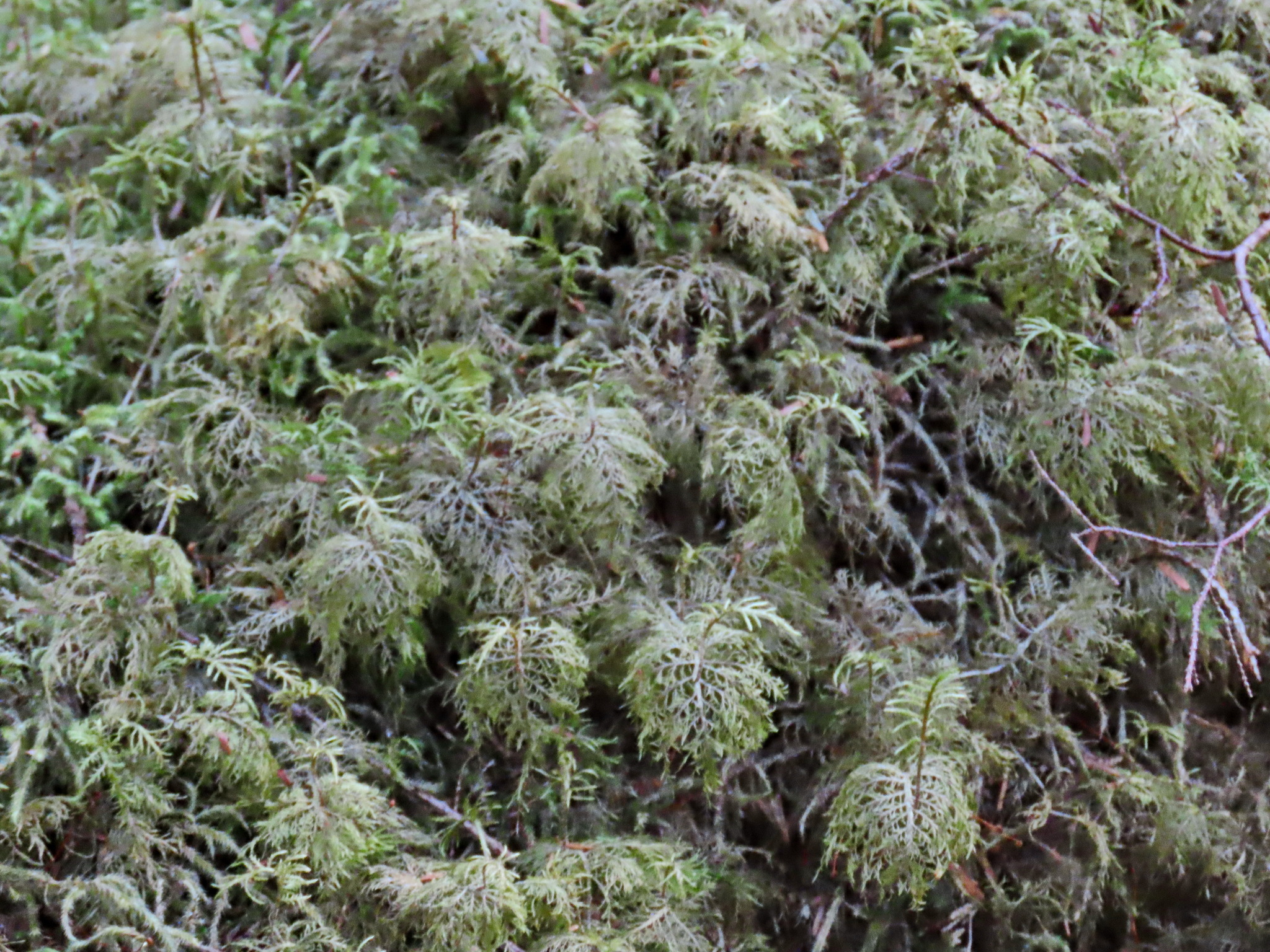 Rainforest - My, The photo, Tourism, Travels, Forest, Alaska, USA, Longpost