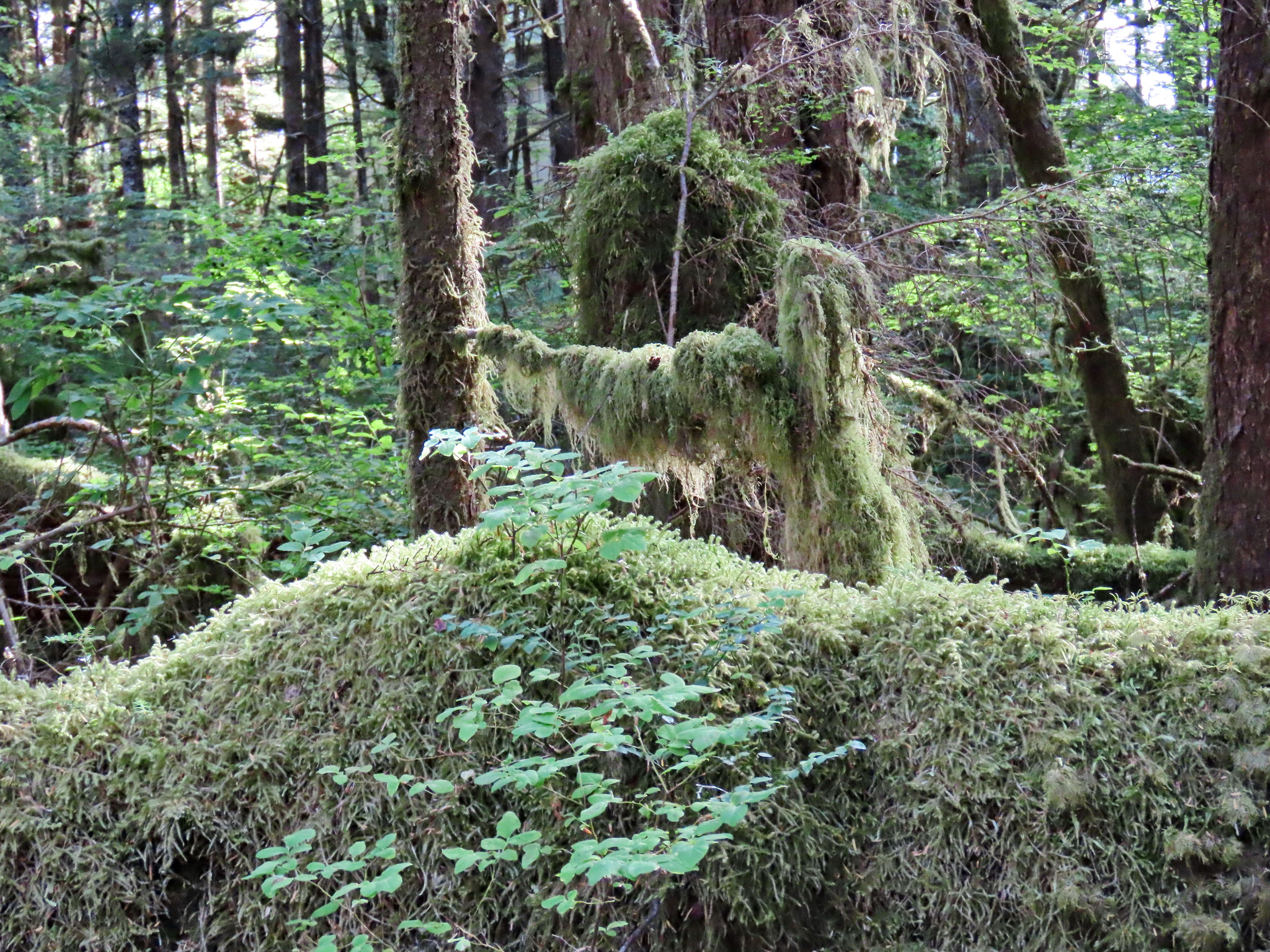 Rainforest - My, The photo, Tourism, Travels, Forest, Alaska, USA, Longpost