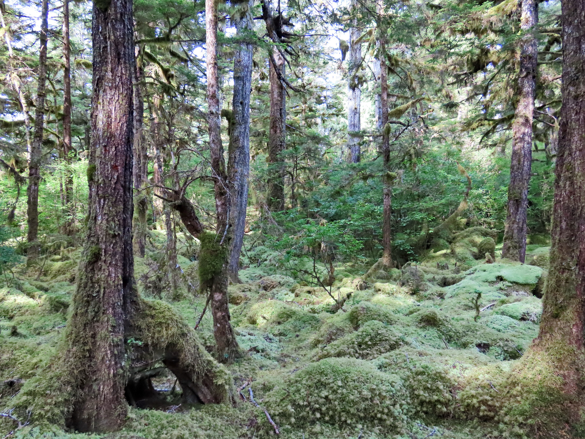 Rainforest - My, The photo, Tourism, Travels, Forest, Alaska, USA, Longpost