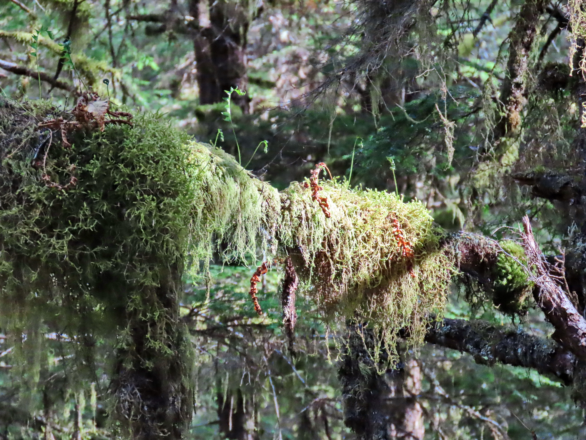 Rainforest - My, The photo, Tourism, Travels, Forest, Alaska, USA, Longpost