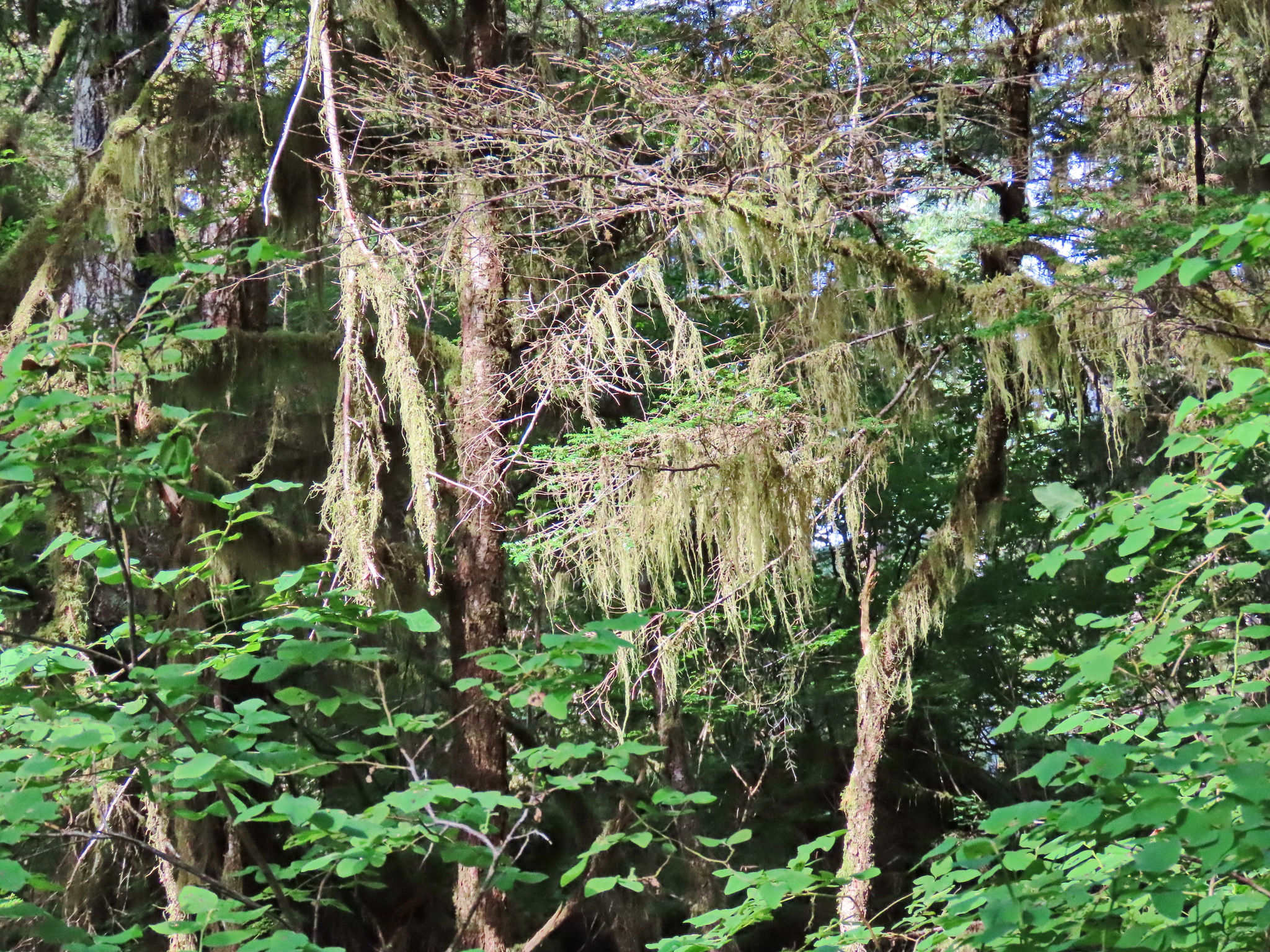 Rainforest - My, The photo, Tourism, Travels, Forest, Alaska, USA, Longpost