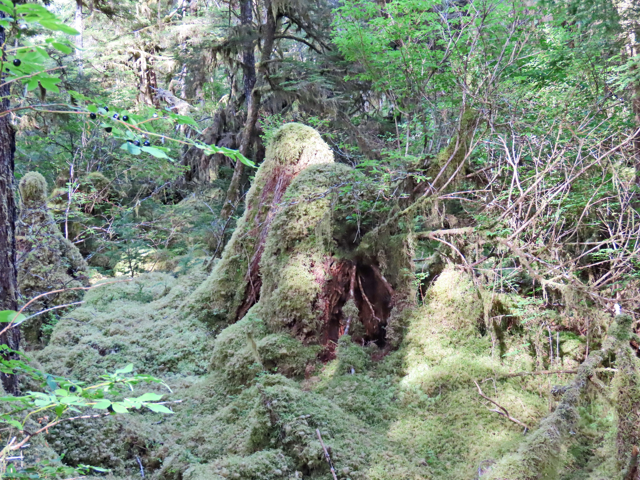 Rainforest - My, The photo, Tourism, Travels, Forest, Alaska, USA, Longpost