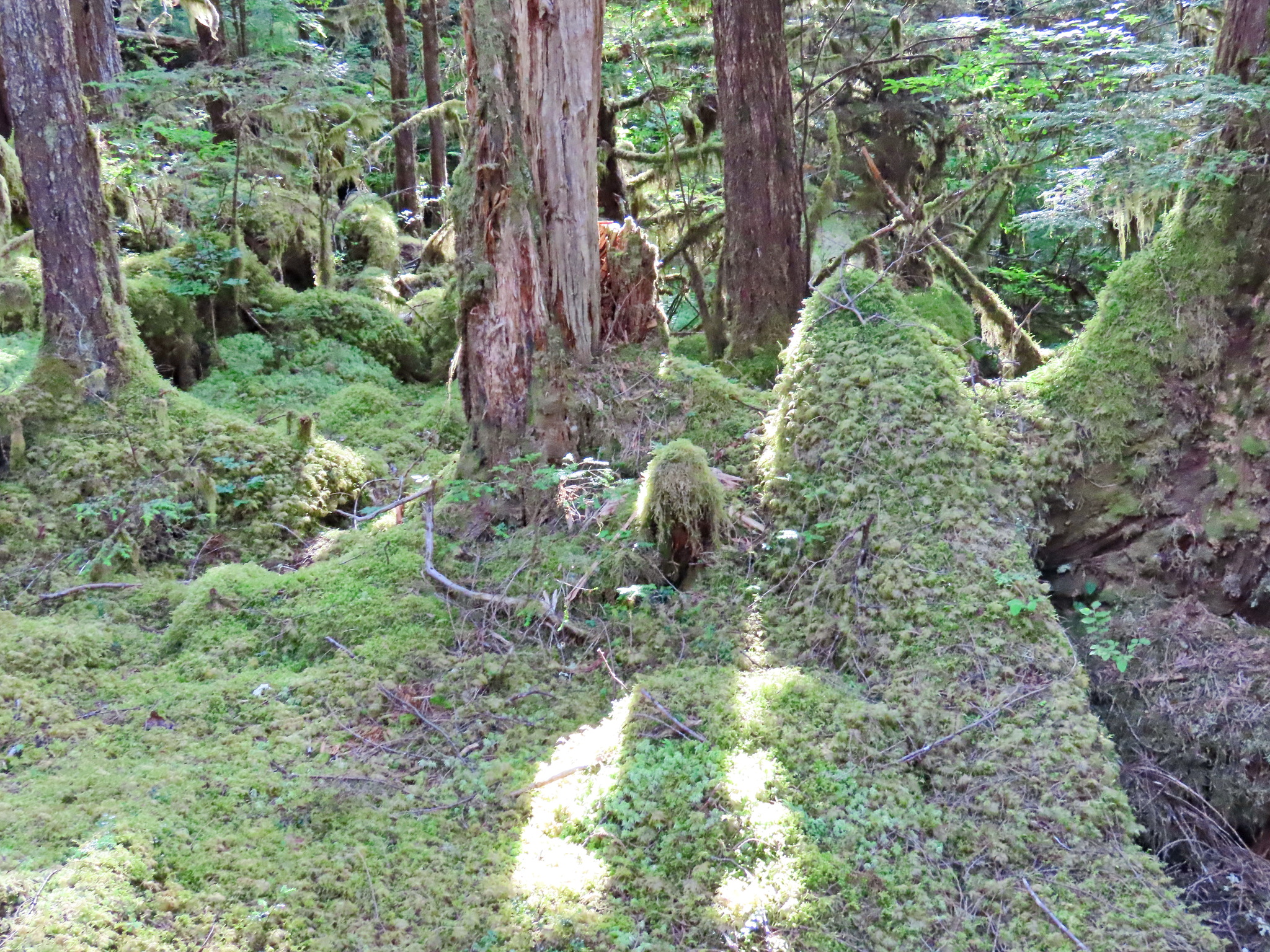 Rainforest - My, The photo, Tourism, Travels, Forest, Alaska, USA, Longpost