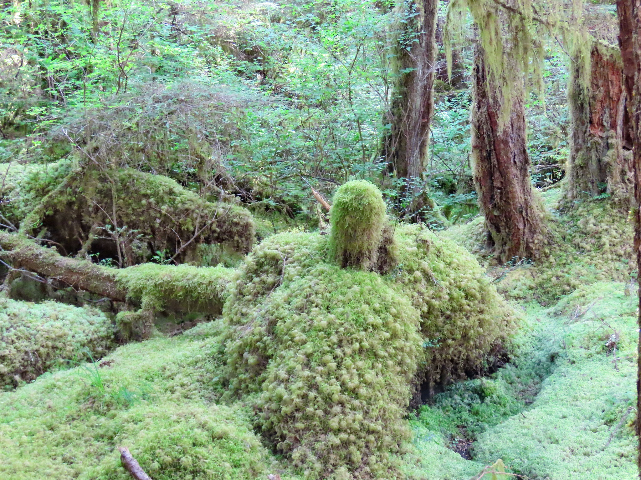 Rainforest - My, The photo, Tourism, Travels, Forest, Alaska, USA, Longpost