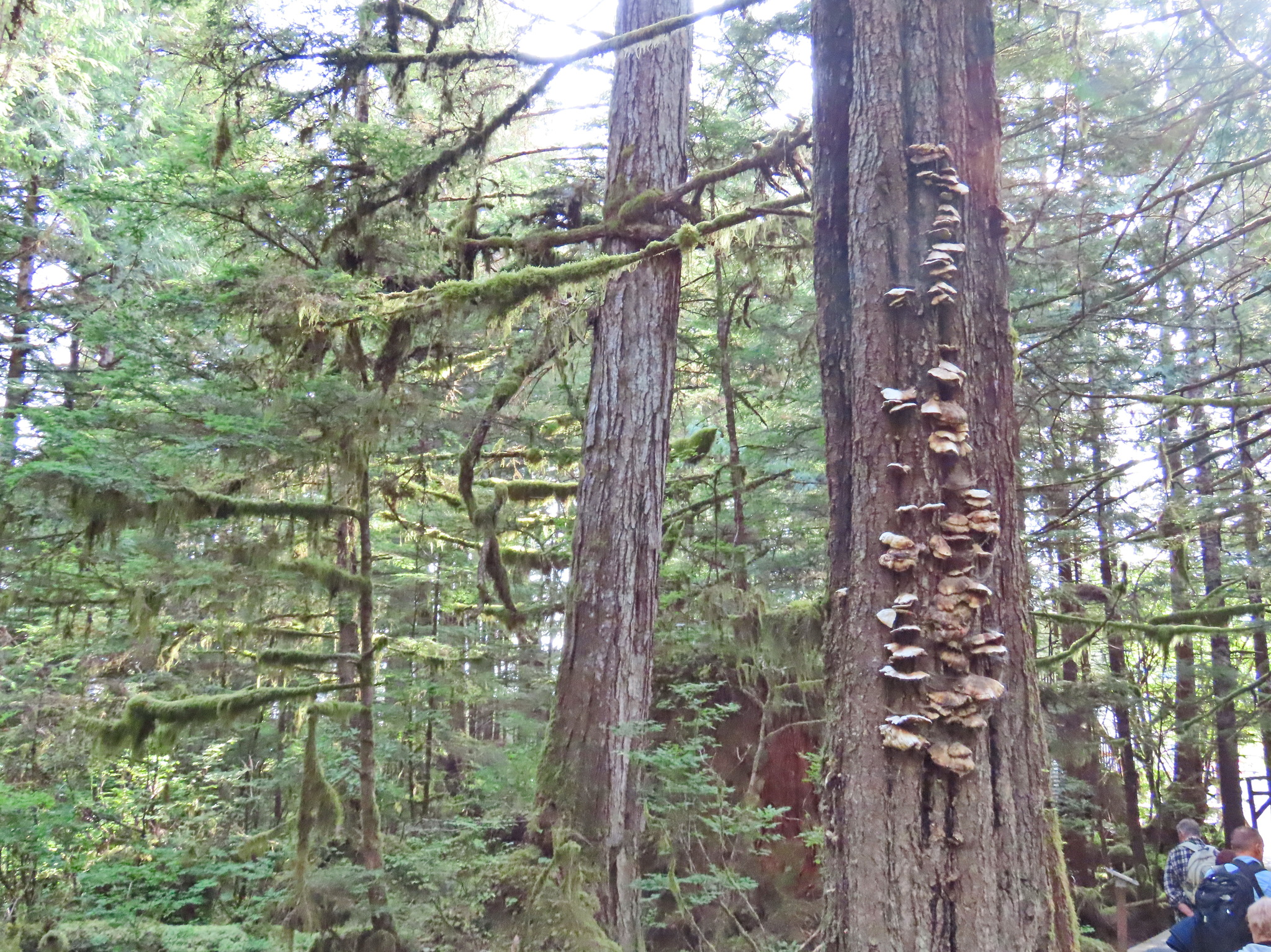 Rainforest - My, The photo, Tourism, Travels, Forest, Alaska, USA, Longpost