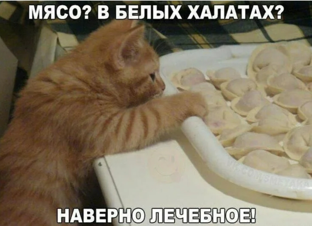 Medical - cat, Funny animals, Kittens, Dumplings, Picture with text