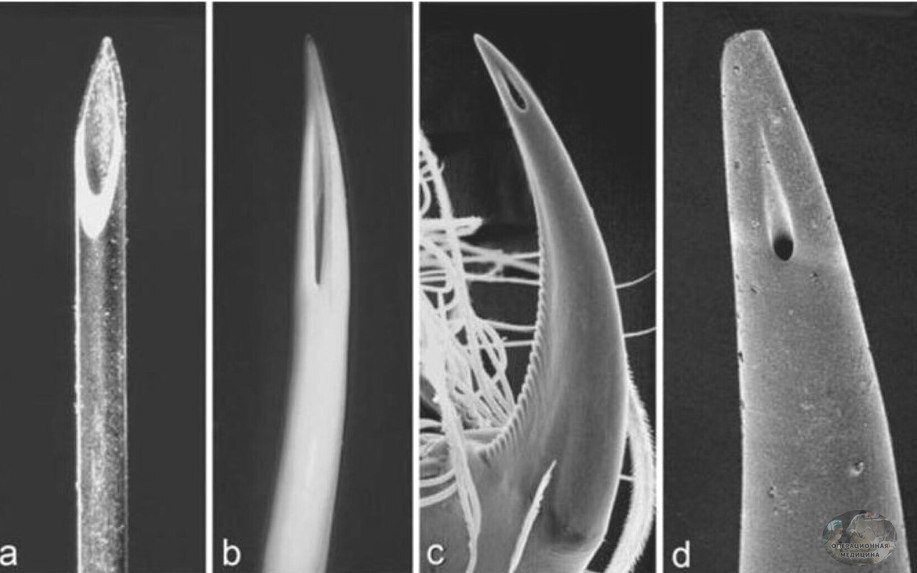 In comparison - The medicine, Needle, Vipers, Spider, Comparison, Macro photography