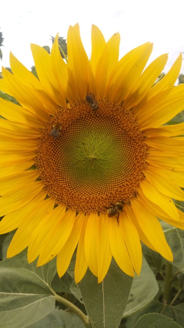 The not-so-sweet side of beekeepers' lives - My, Bees, Honey, Rural life, Nature, Video, Vertical video, Longpost