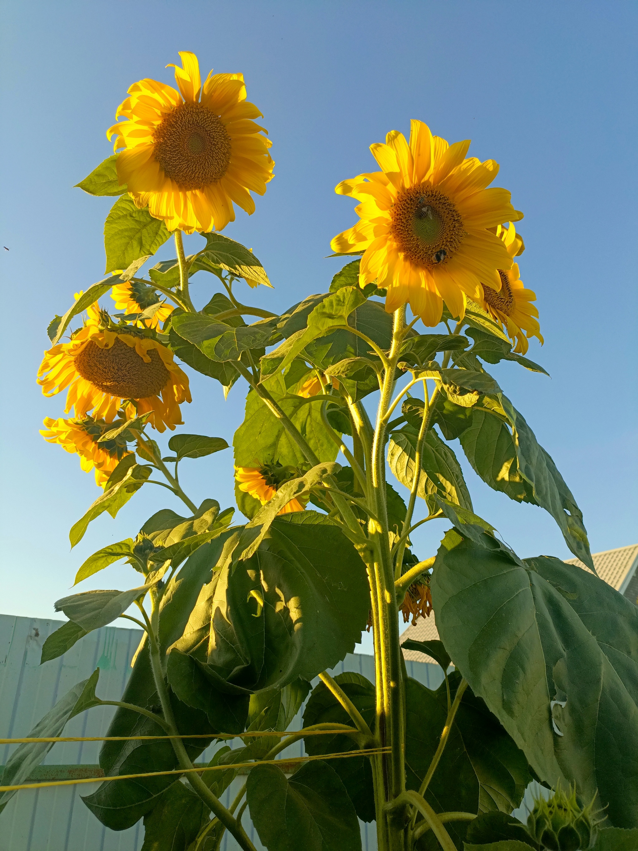 Mutant Sunflower - My, Sunflower, Mutant, Unusual, Gardening, Flowers, Longpost