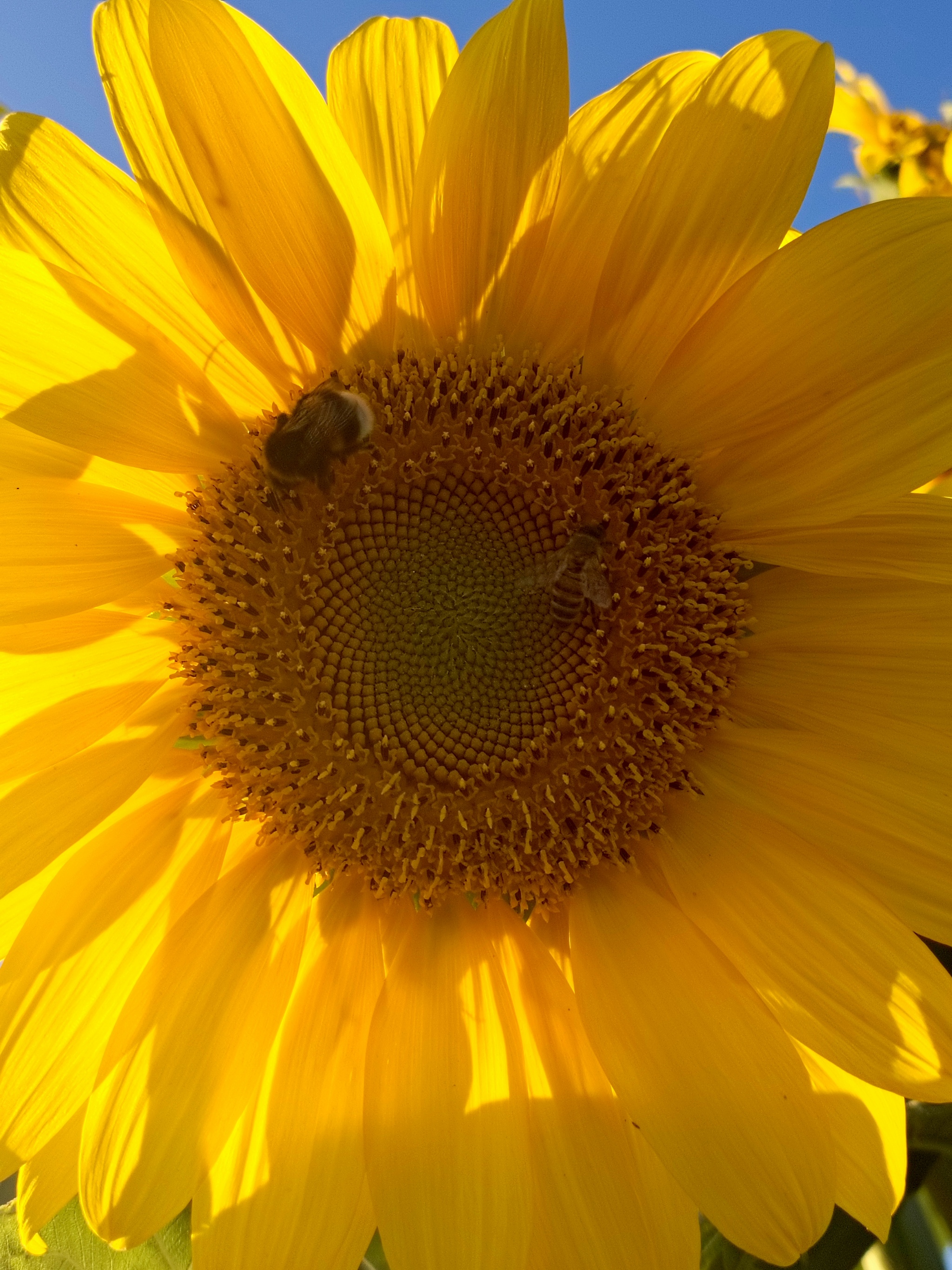 Mutant Sunflower - My, Sunflower, Mutant, Unusual, Gardening, Flowers, Longpost