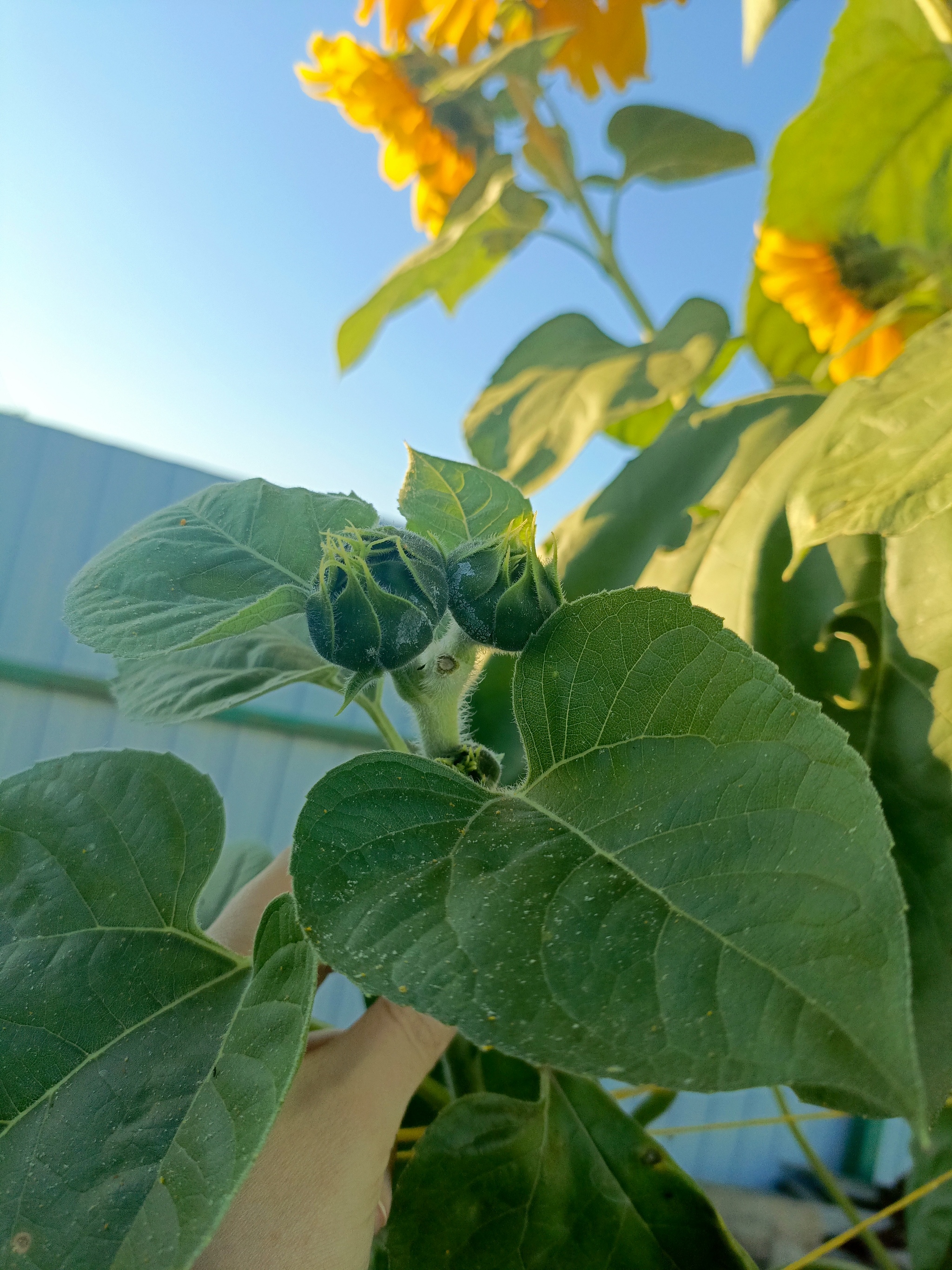 Mutant Sunflower - My, Sunflower, Mutant, Unusual, Gardening, Flowers, Longpost