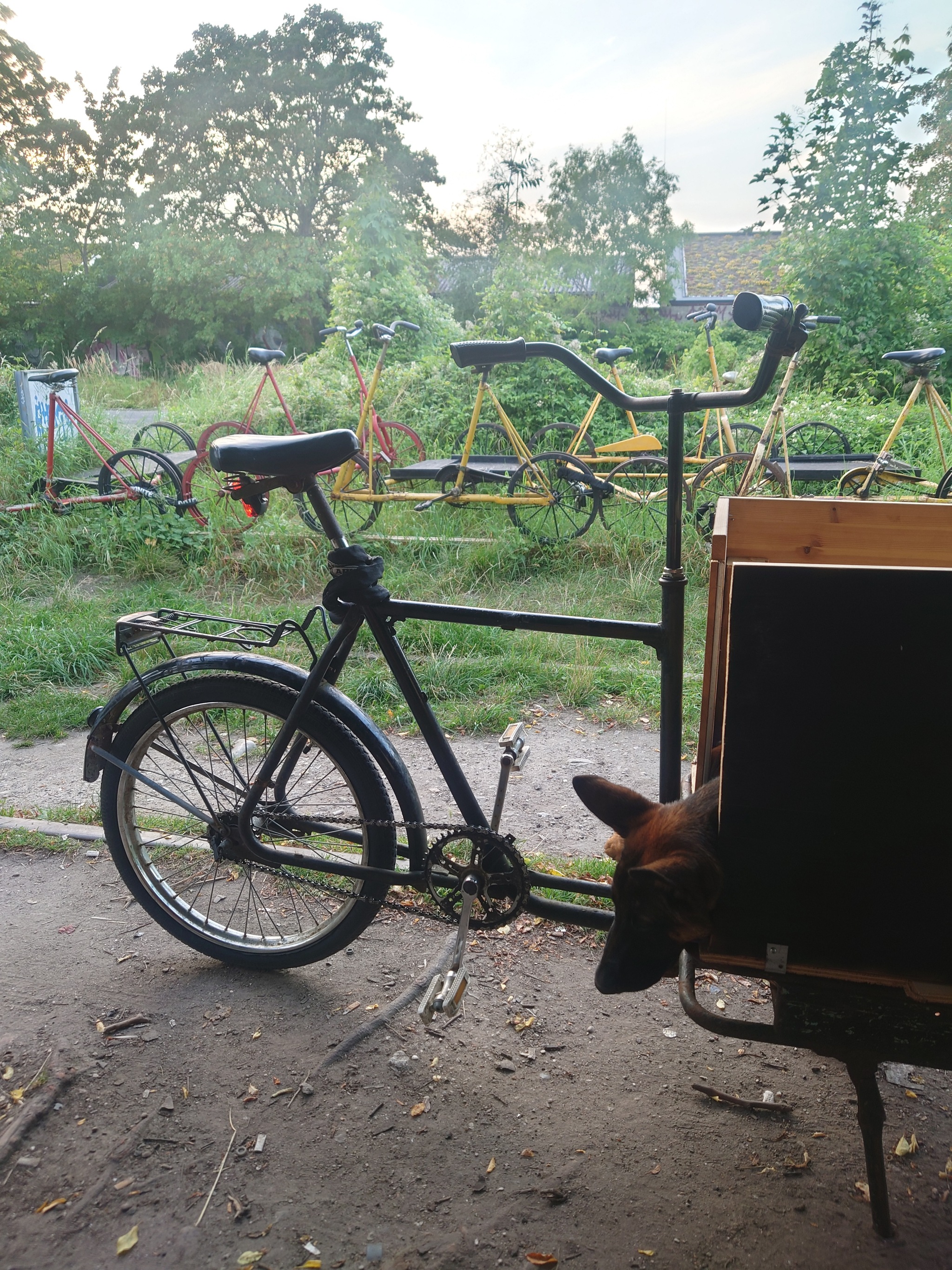 Escape from the Human Farm - My, A bike, Dog, The escape, Bike trip, No rating, Copenhagen, Longpost