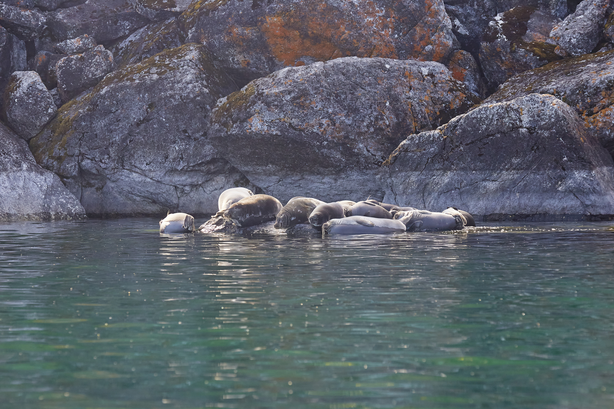 The Baikal seal is deigning to rest - My, Baikal, Lake, Irkutsk region, Summer, August, 2024, Seal, Longpost