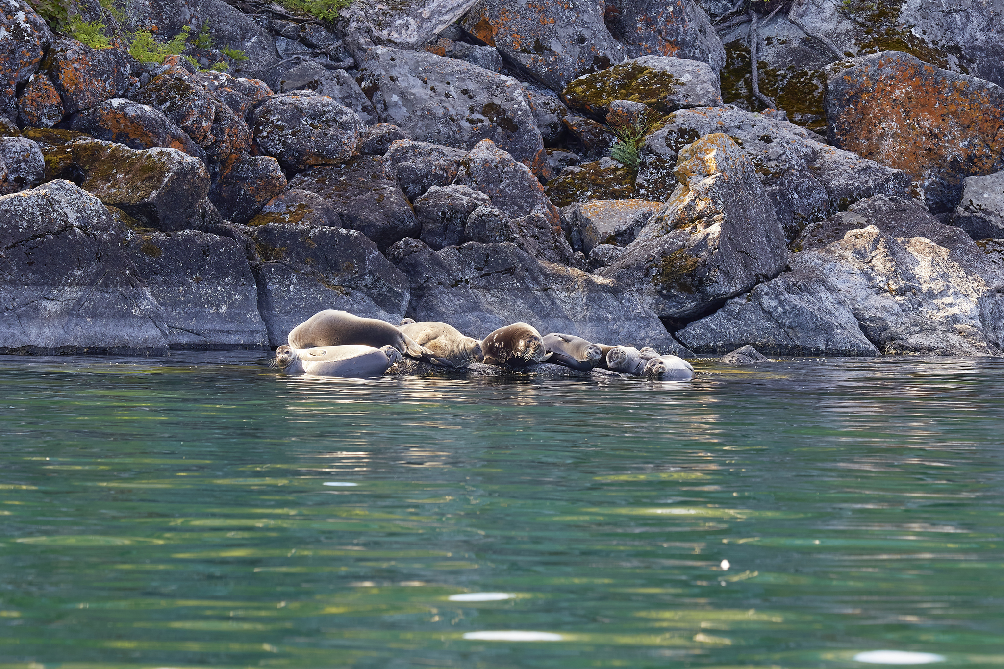 The Baikal seal is deigning to rest - My, Baikal, Lake, Irkutsk region, Summer, August, 2024, Seal, Longpost