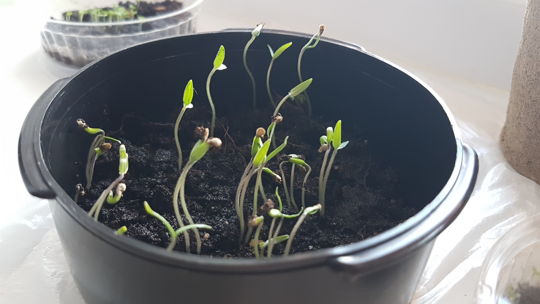 End of the experiment - My, Garden, Cherry tomatoes, Longpost