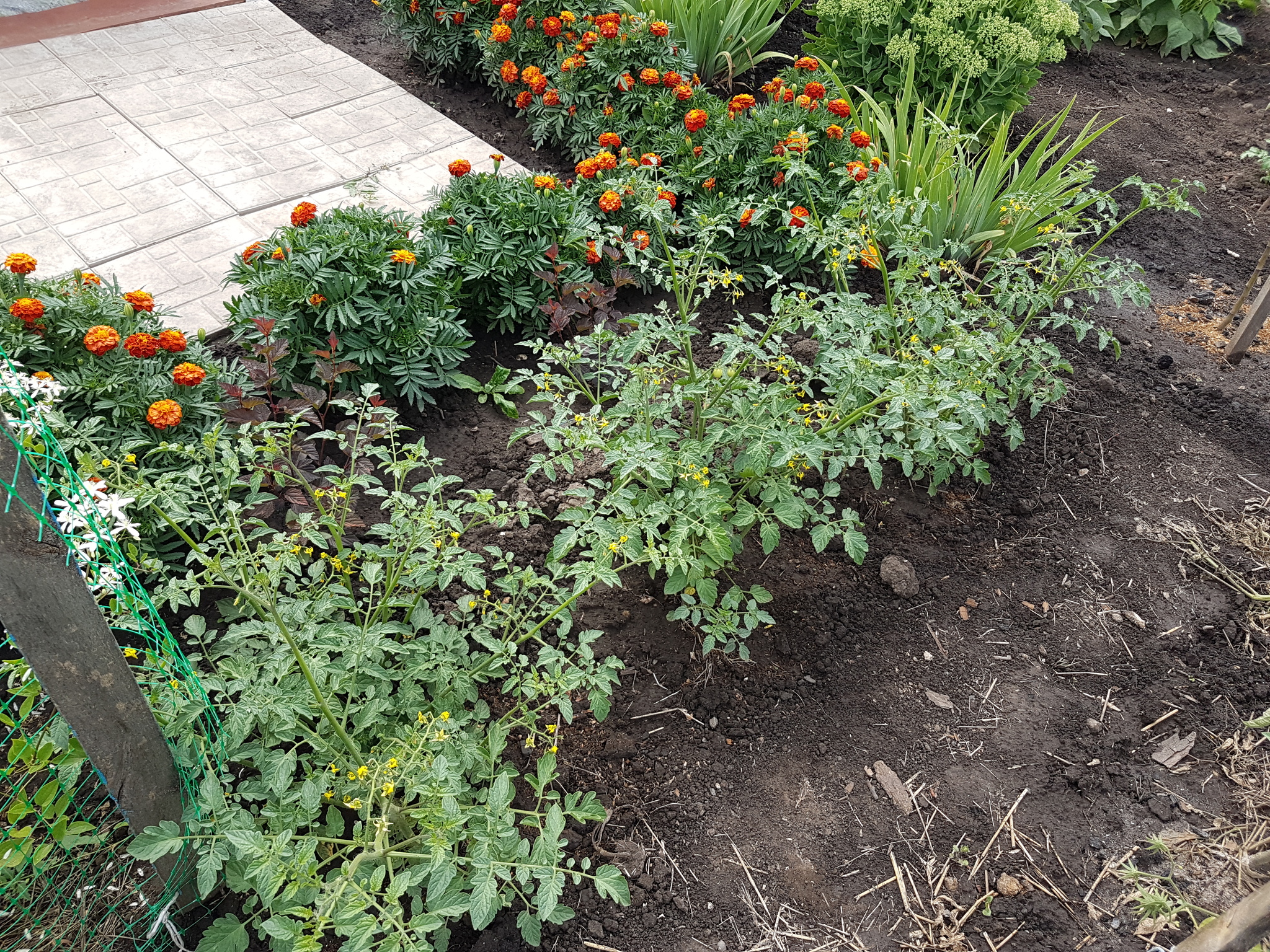 End of the experiment - My, Garden, Cherry tomatoes, Longpost