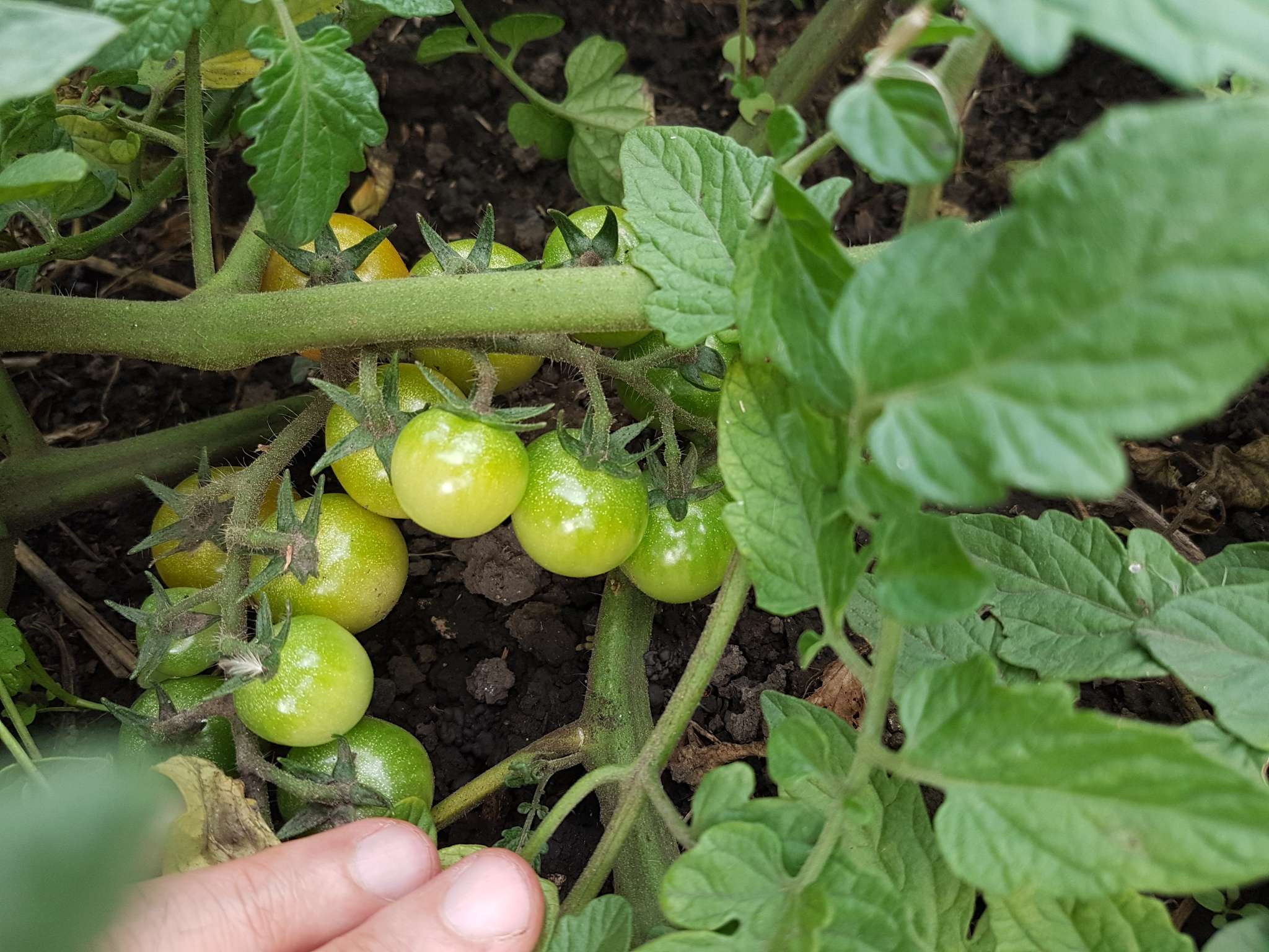 End of the experiment - My, Garden, Cherry tomatoes, Longpost