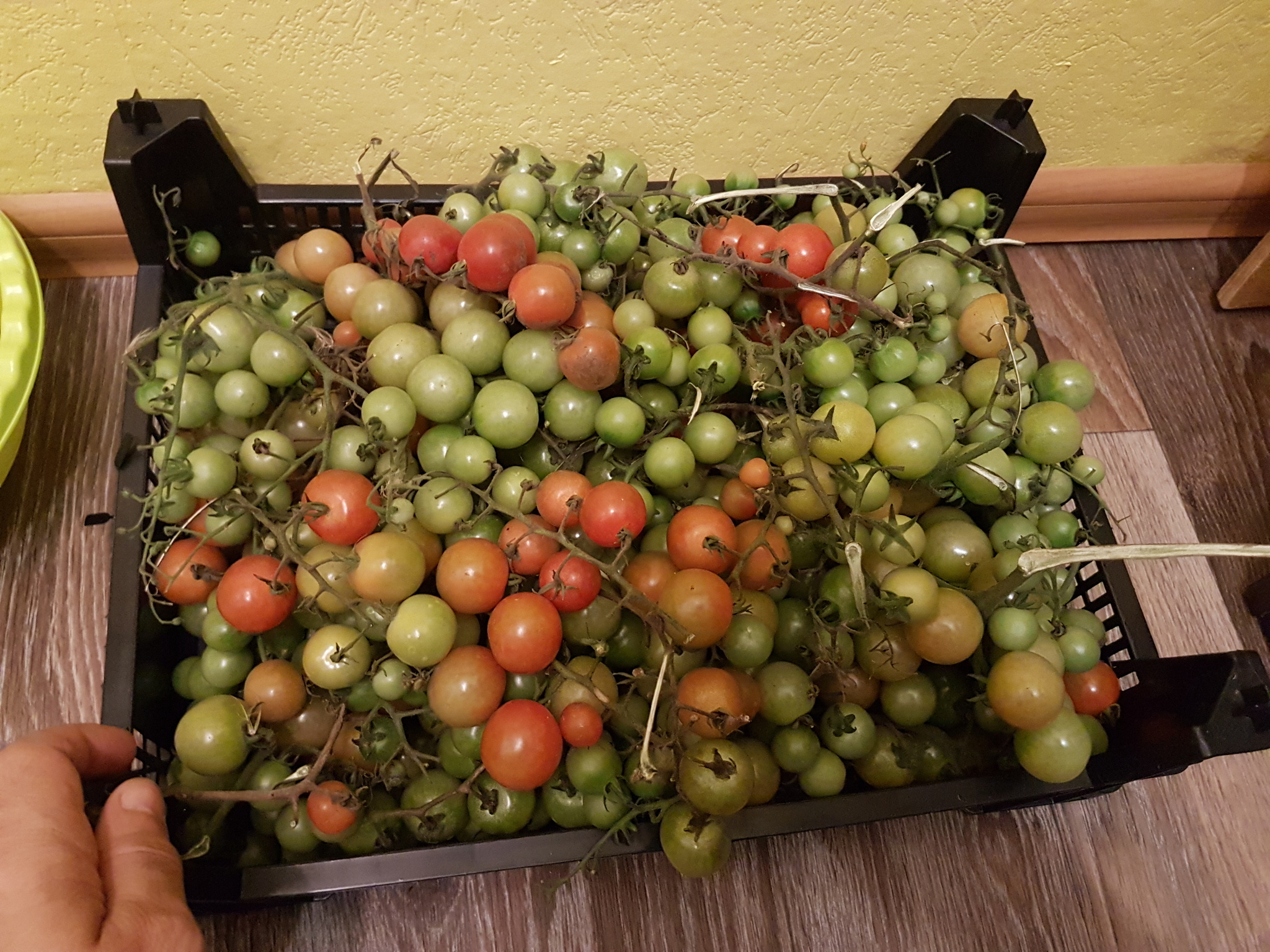 End of the experiment - My, Garden, Cherry tomatoes, Longpost