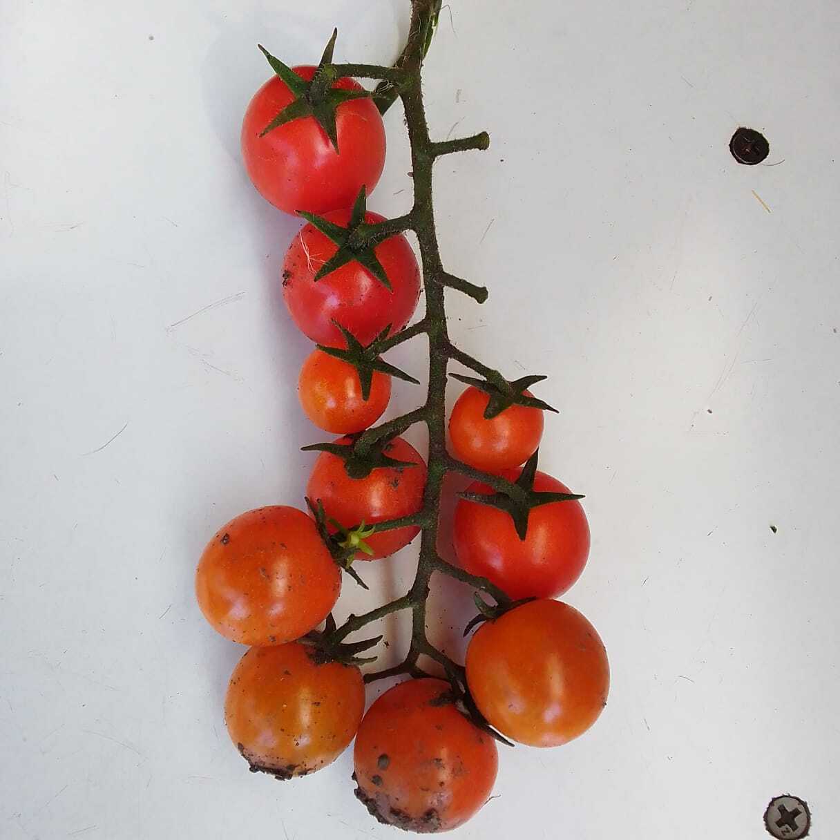 End of the experiment - My, Garden, Cherry tomatoes, Longpost