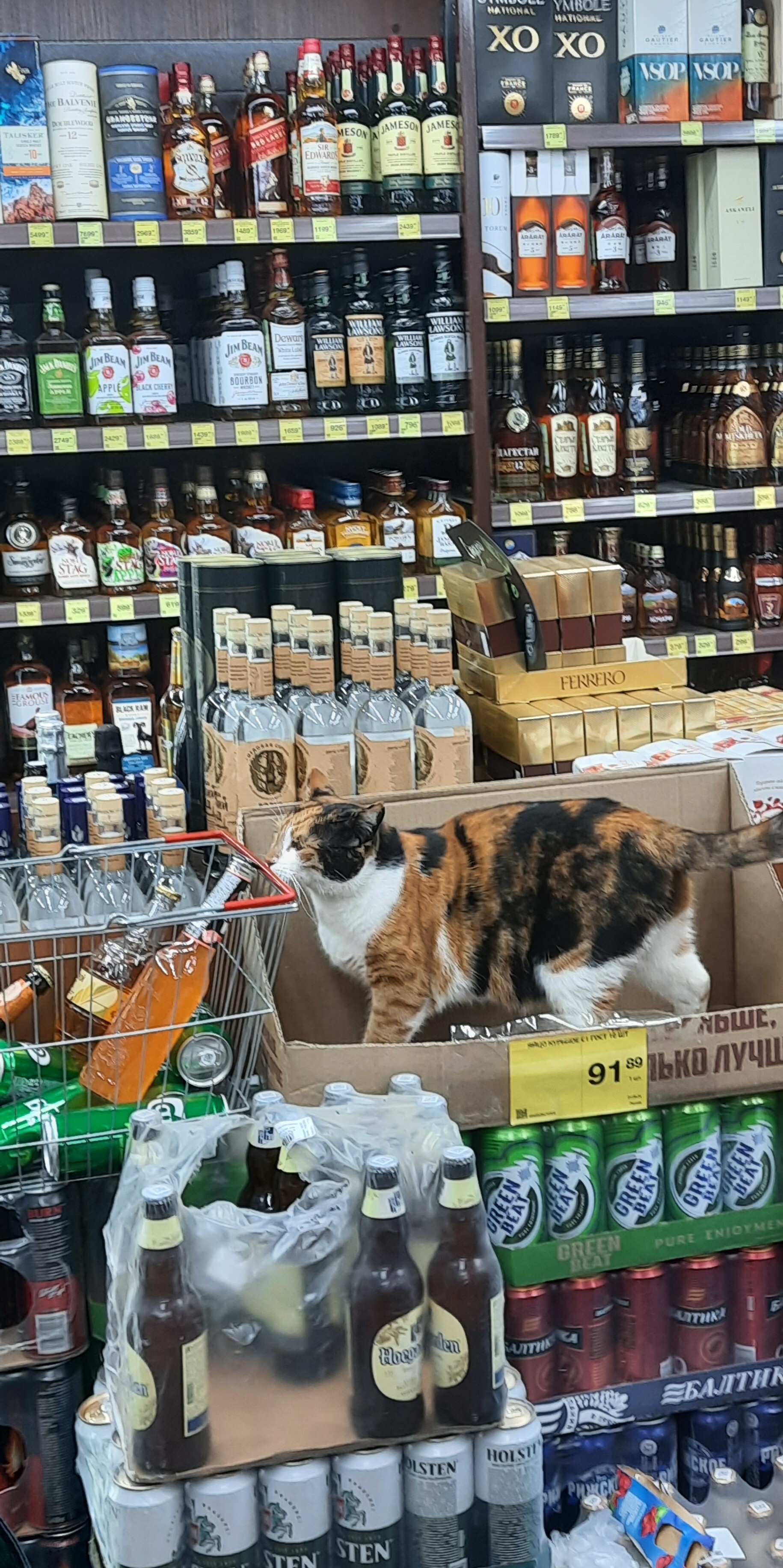 Cat for 91 with some change - My, cat, Score, Price tag, Alcohol