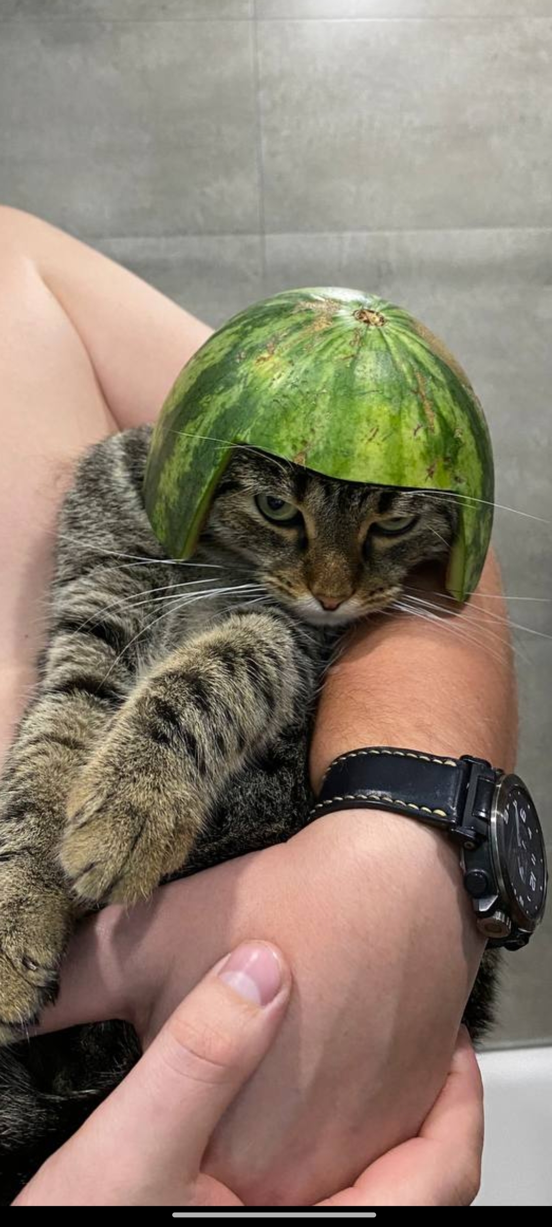 Death to you, leather ones - My, cat, Watermelon, Helmet, Humor, Sight, Longpost