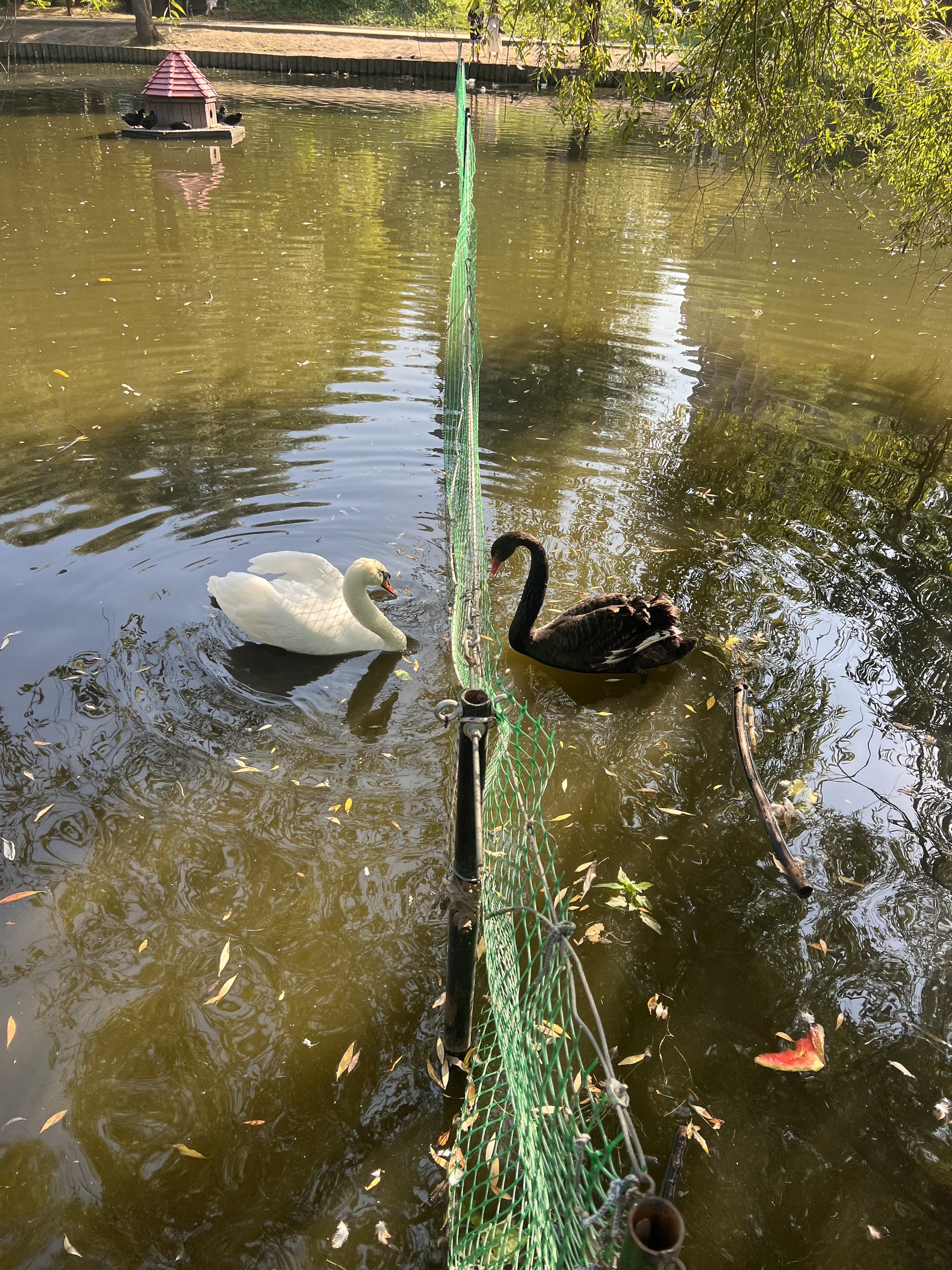 This is beautiful - Nature, Swans, Milota, Animals, The photo