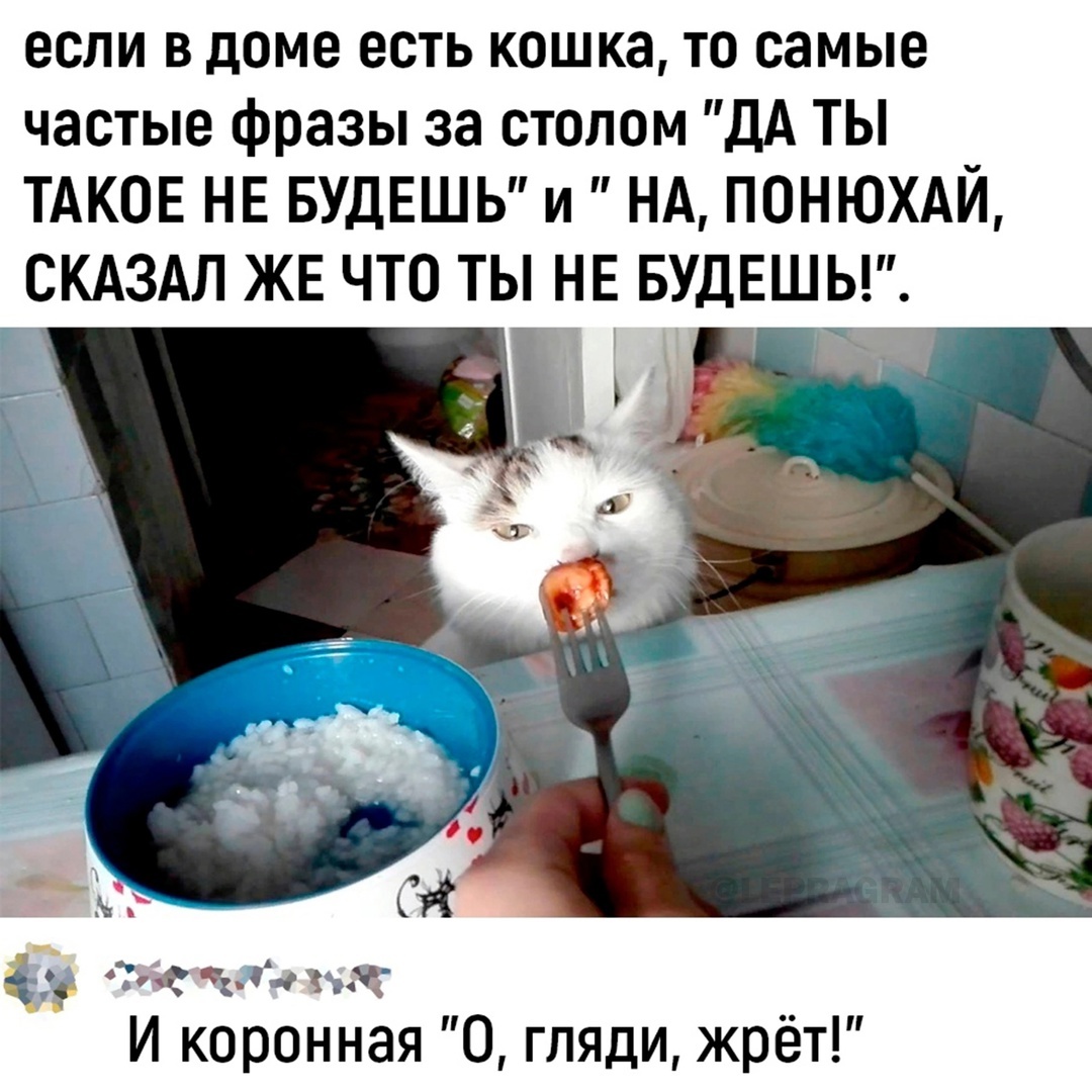 Phrase - From the network, Picture with text, Humor, cat, Food, Repeat