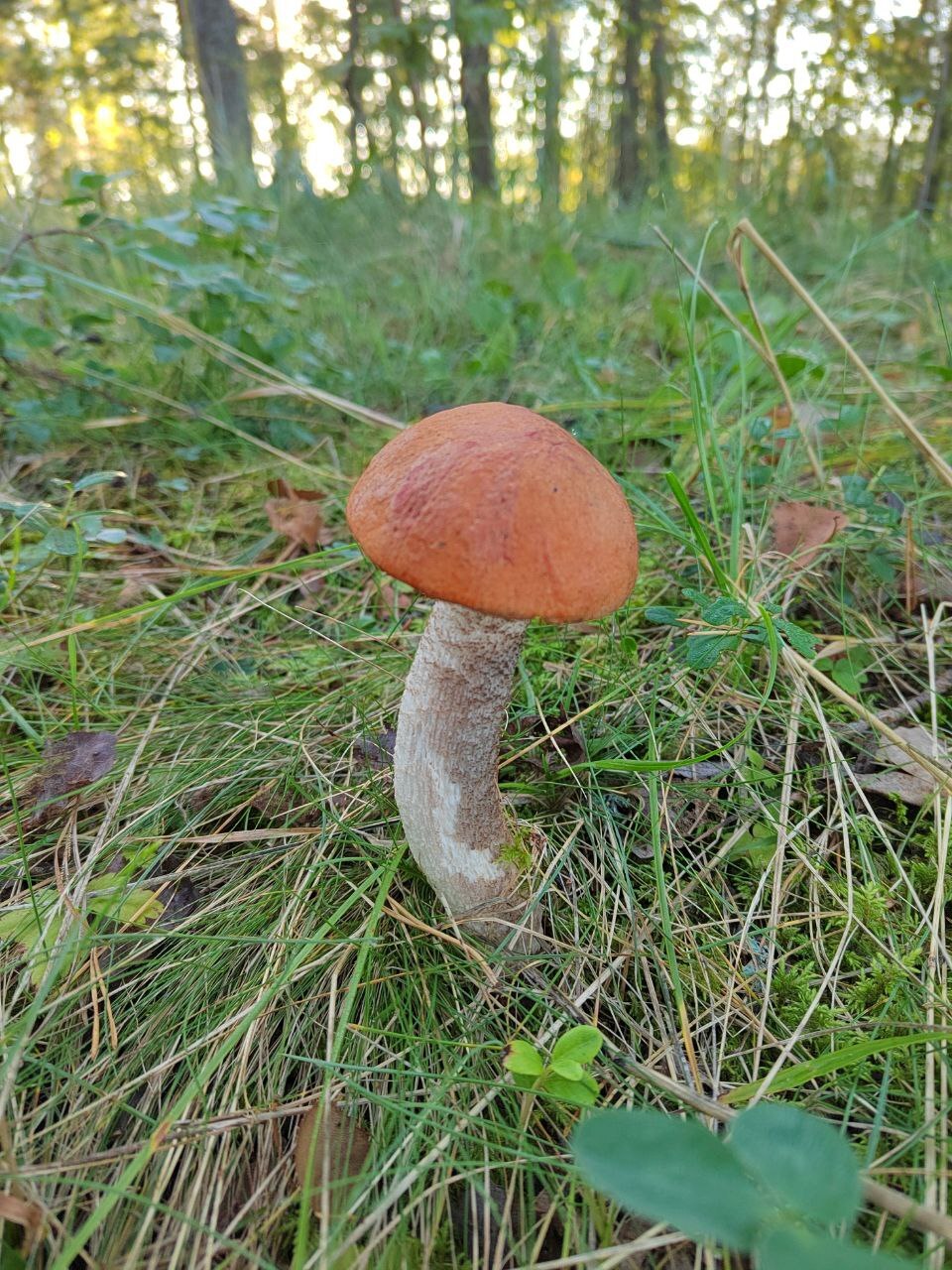 Another mushroom fishing trip - My, Camping, Fishing, Longpost, The photo