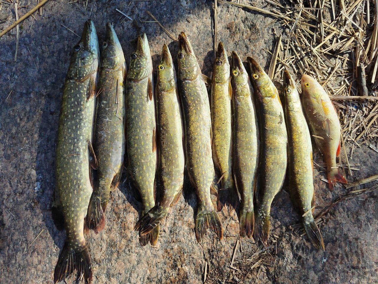 Another mushroom fishing trip - My, Camping, Fishing, Longpost, The photo