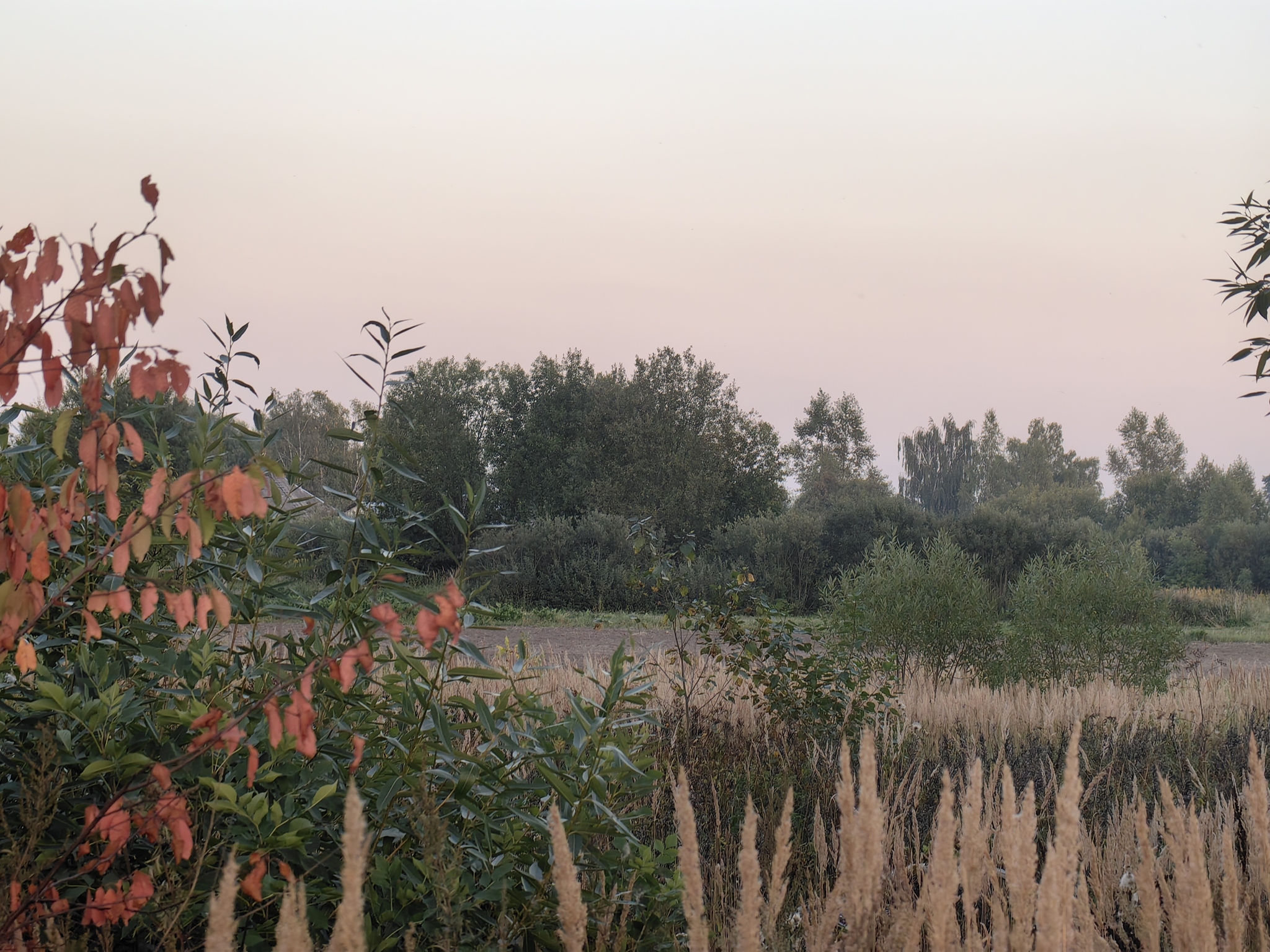 Autumn - My, The photo, Nature, Village, Longpost, cat, A selection