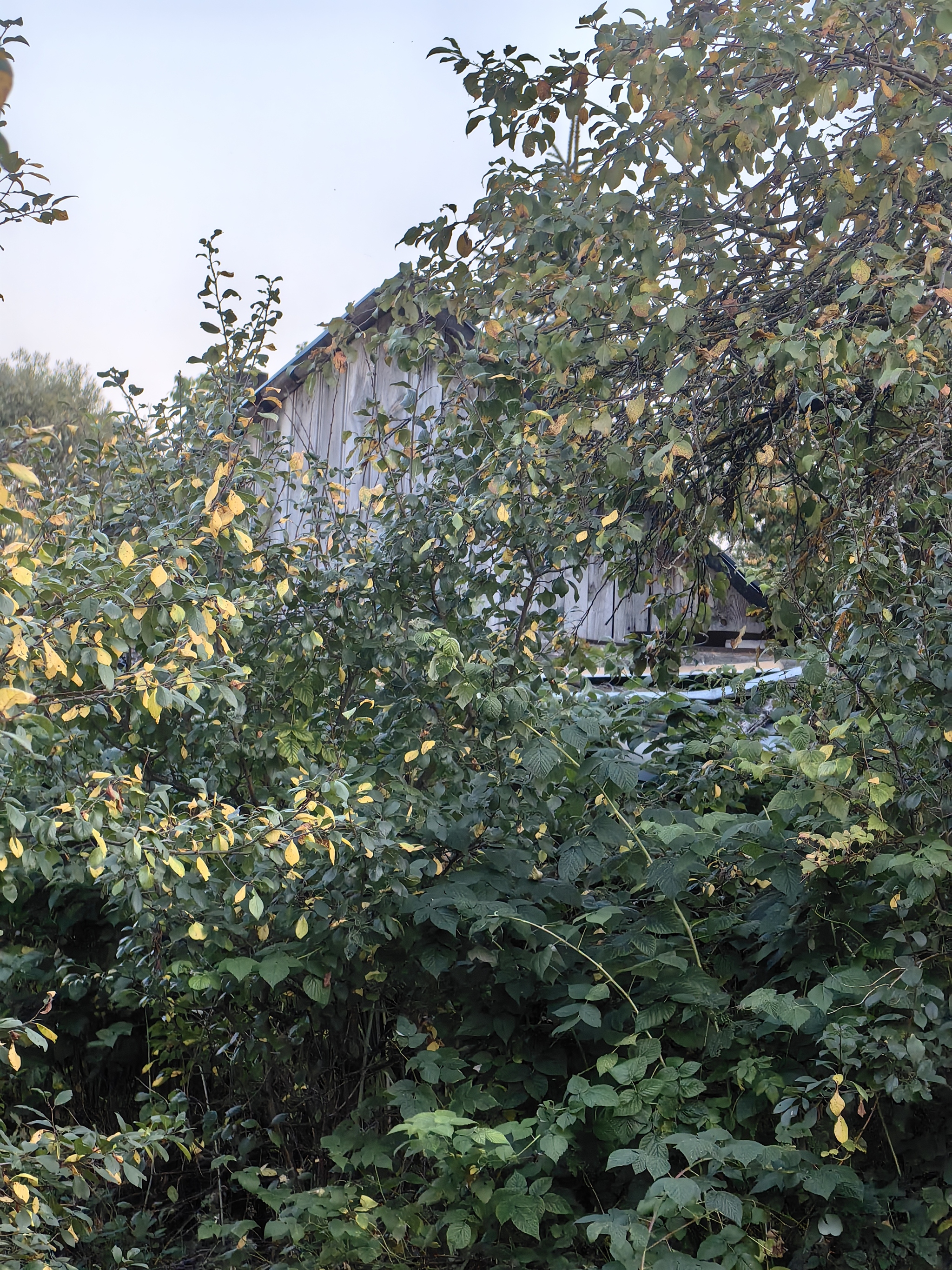 Autumn - My, The photo, Nature, Village, Longpost, cat, A selection