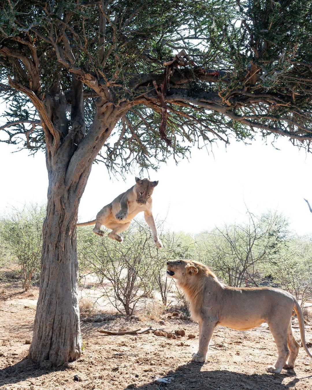 Climbing lion, falling lion, landing lion - Lion cubs, a lion, Big cats, Cat family, Predatory animals, Wild animals, wildlife, Reserves and sanctuaries, South Africa, The photo, Tree, Bounce, Longpost