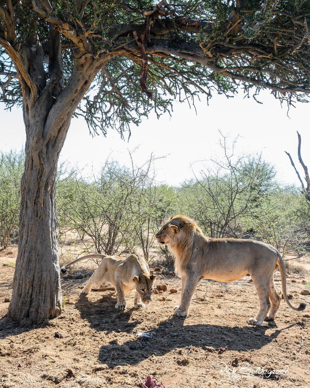 Climbing lion, falling lion, landing lion - Lion cubs, a lion, Big cats, Cat family, Predatory animals, Wild animals, wildlife, Reserves and sanctuaries, South Africa, The photo, Tree, Bounce, Longpost