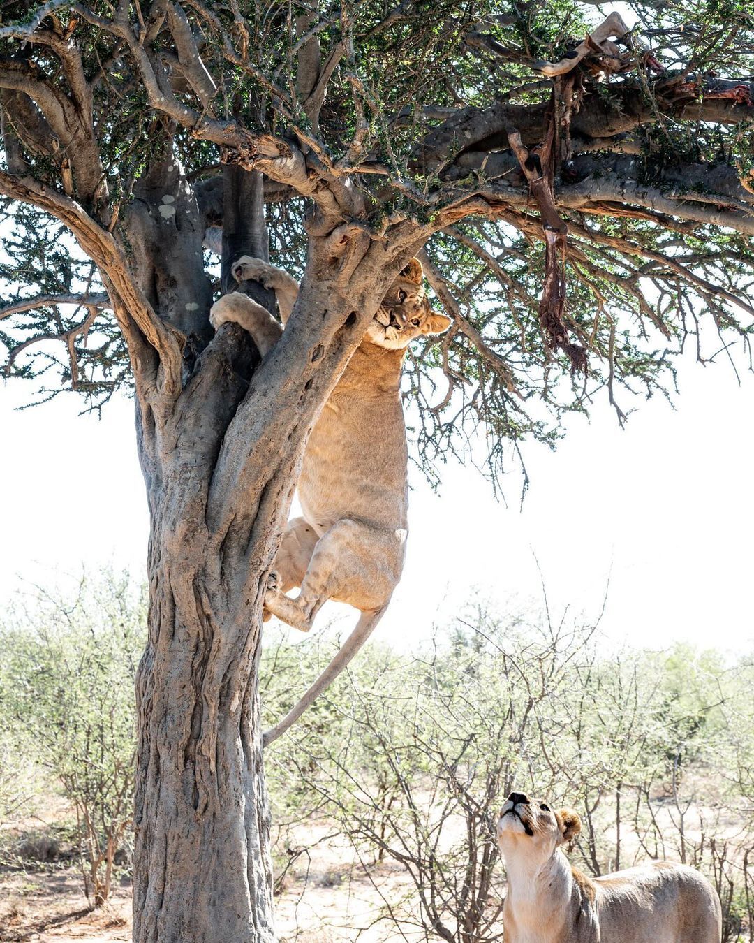 Climbing lion, falling lion, landing lion - Lion cubs, a lion, Big cats, Cat family, Predatory animals, Wild animals, wildlife, Reserves and sanctuaries, South Africa, The photo, Tree, Bounce, Longpost