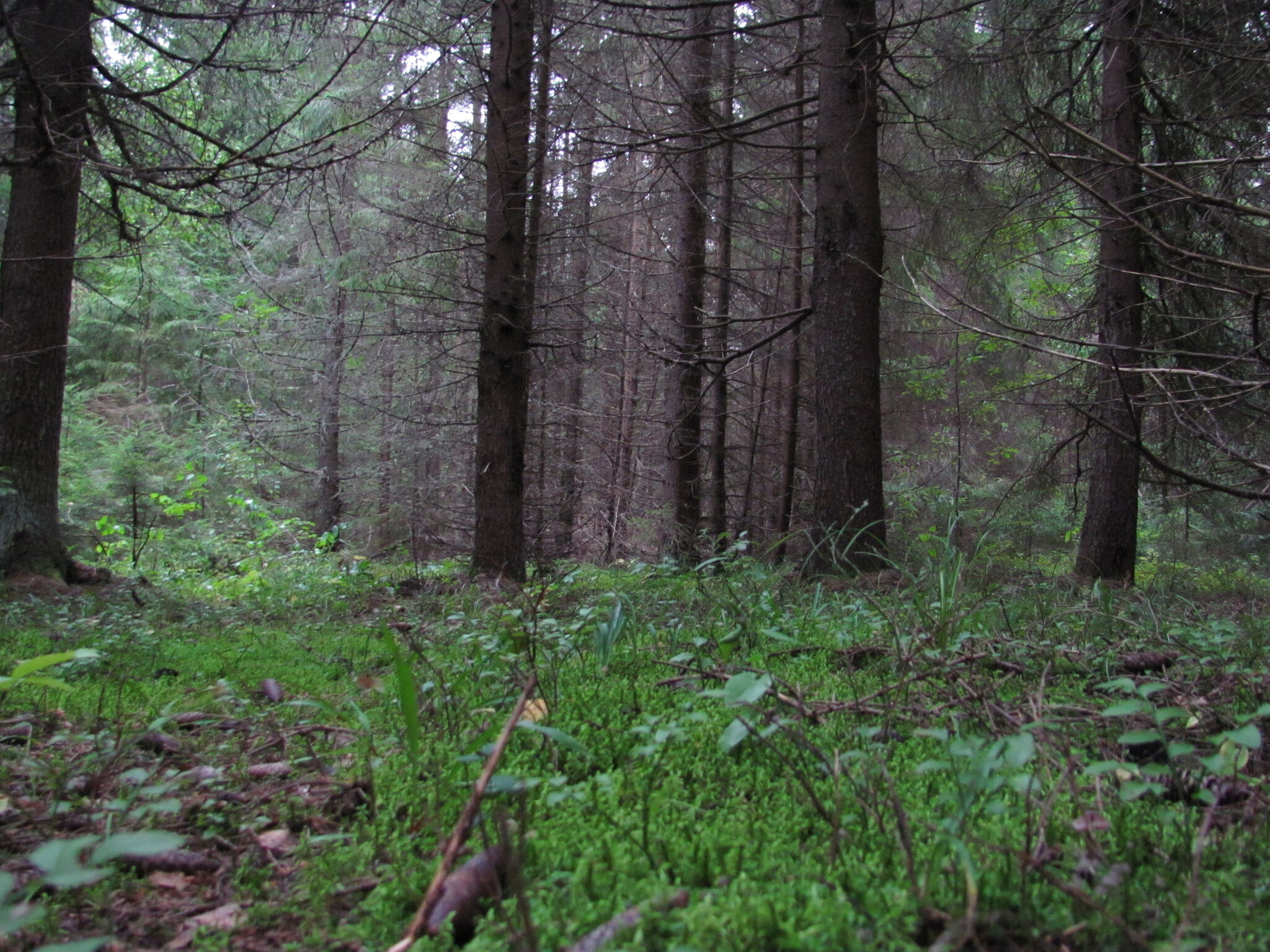 In the depths of the forest - My, The photo, Forest, Tree, Nature