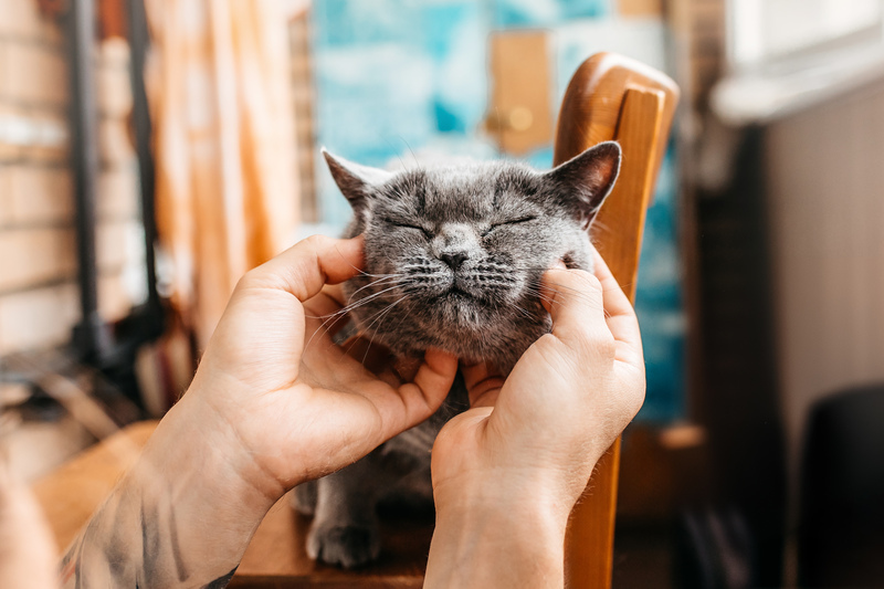 Британская ласковая кошечка Облачко в добрые руки - Британский кот, Кот, Кошатники, В добрые руки, Погладь кота, Москва, Московская область, Пушистые, Длиннопост