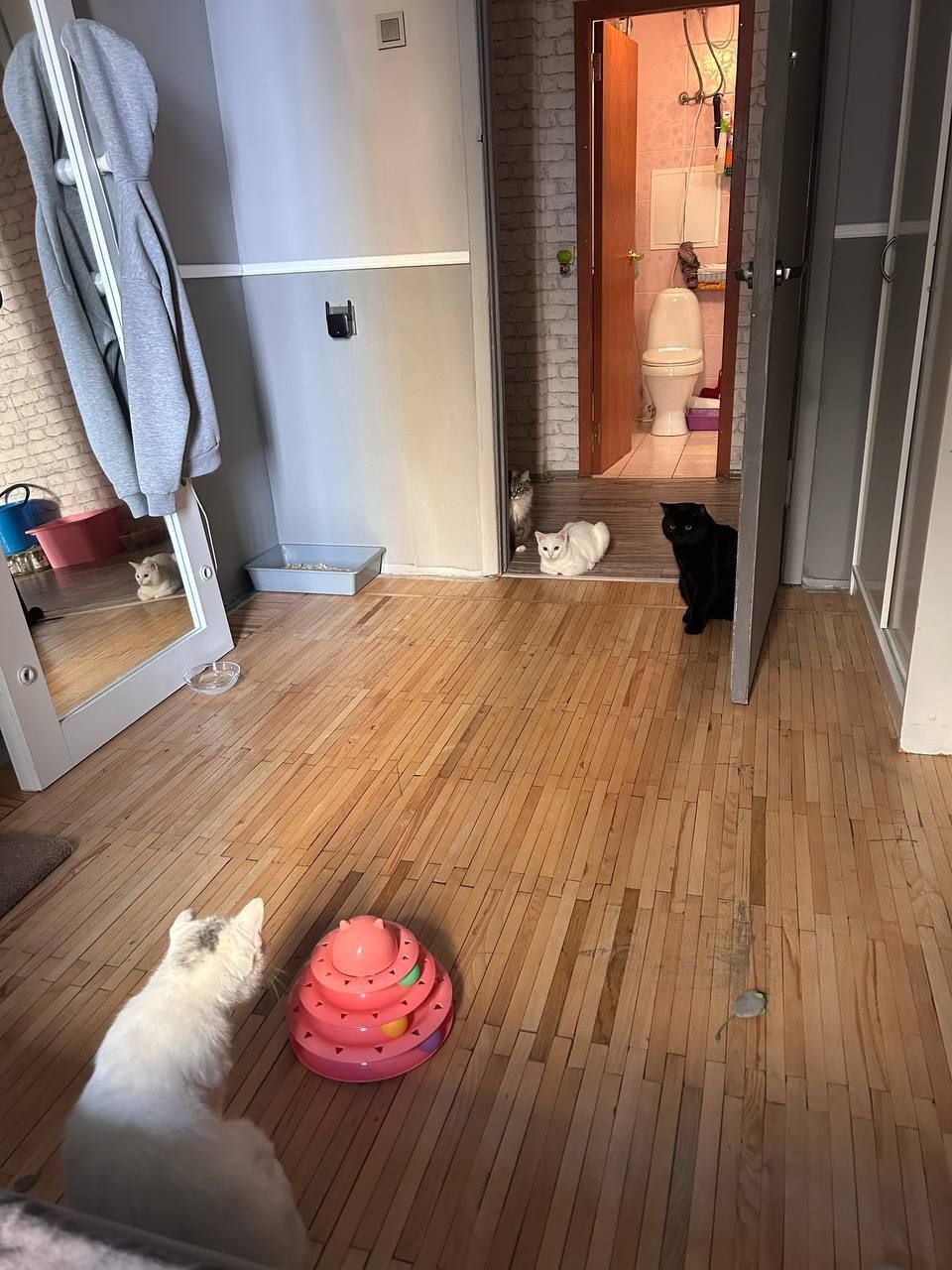 752 tail found its home. Mother of Dragons went to a new home to Olga to her little basket-son - My, cat, Animal Rescue, Found a home, Vertical video, Pick-up headphones, Video, Longpost