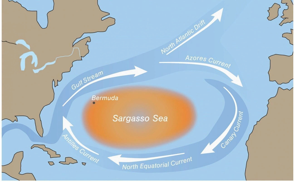 Sea and ocean. What is the difference? - My, The science, Geography, Nauchpop, Nature, Informative, Longpost