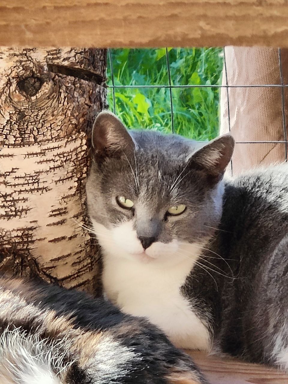 Faces of rescued cats from the dachas where I live - My, Dacha, Vertical video, cat, Tosno, Longpost, Helping animals, Animal Rescue, Kittens, Found a home, The photo