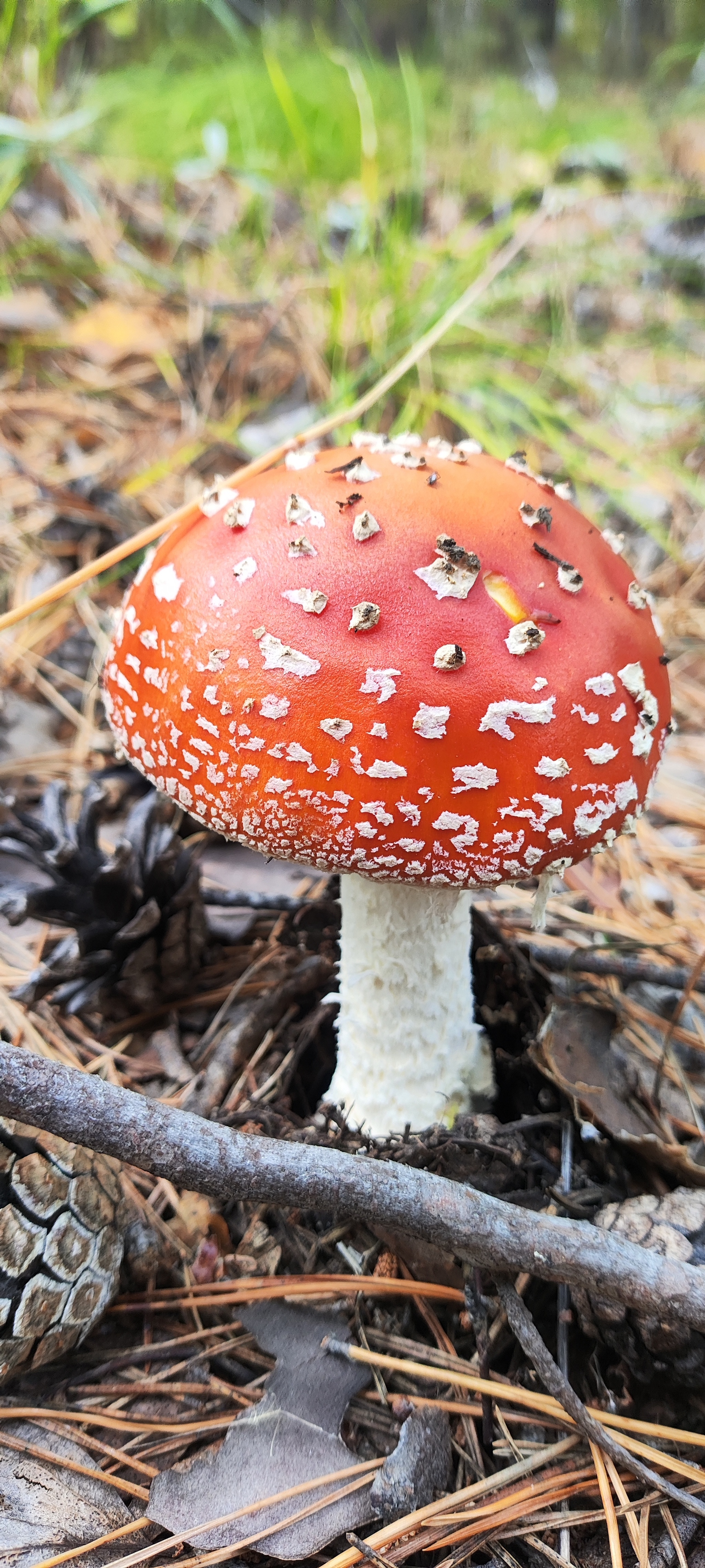 Freshly photographed fly agaric in the feed - My, Mushrooms, Fly agaric, Forest, Longpost, Walk in the woods, The photo