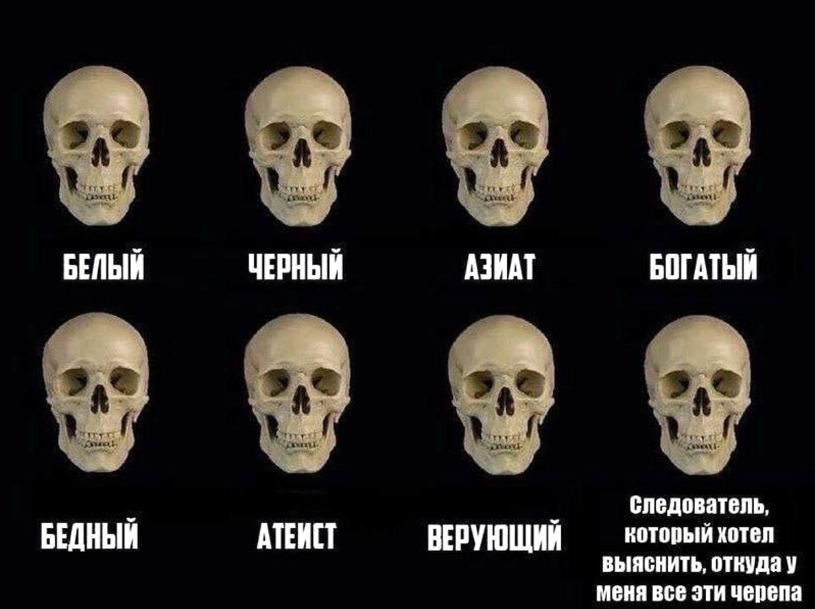 When I worked as a geologist in Chukotka... - From the network, Humor, Memes, Picture with text, Screenshot, Scull, Taxidermy, Osteology