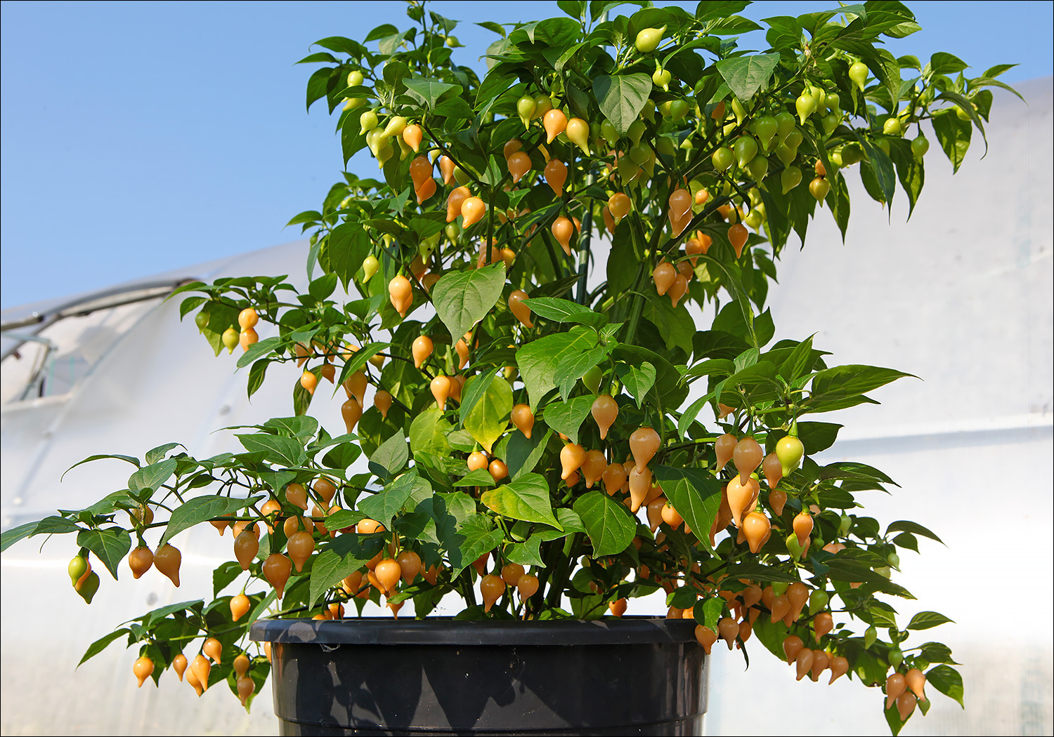 Biquinho Salmon - My, Hot peppers, Pepper, Gardening, The photo