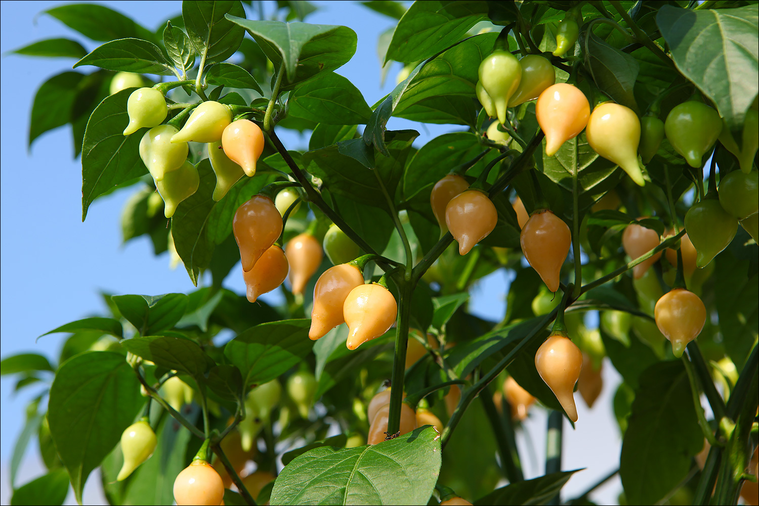 Biquinho Salmon - My, Hot peppers, Pepper, Gardening, The photo